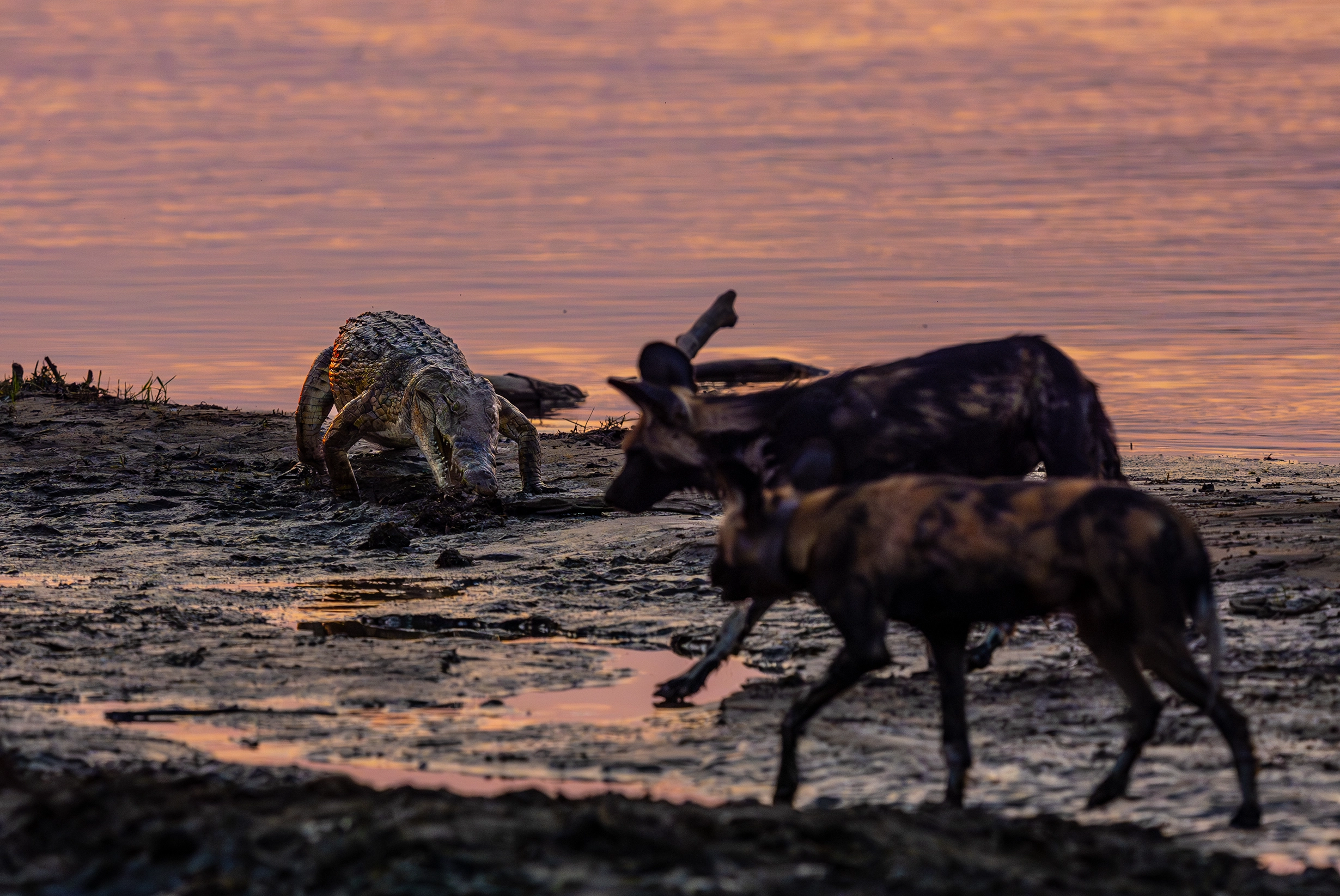 African Bush Camps, Mana Pools National Park, Luxury Safari