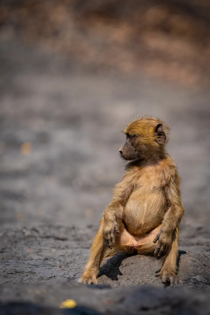 Photographic safaris at the African Bush Camp, Kanga Expeditions Camp in Mana Pools, Zimbabwe.