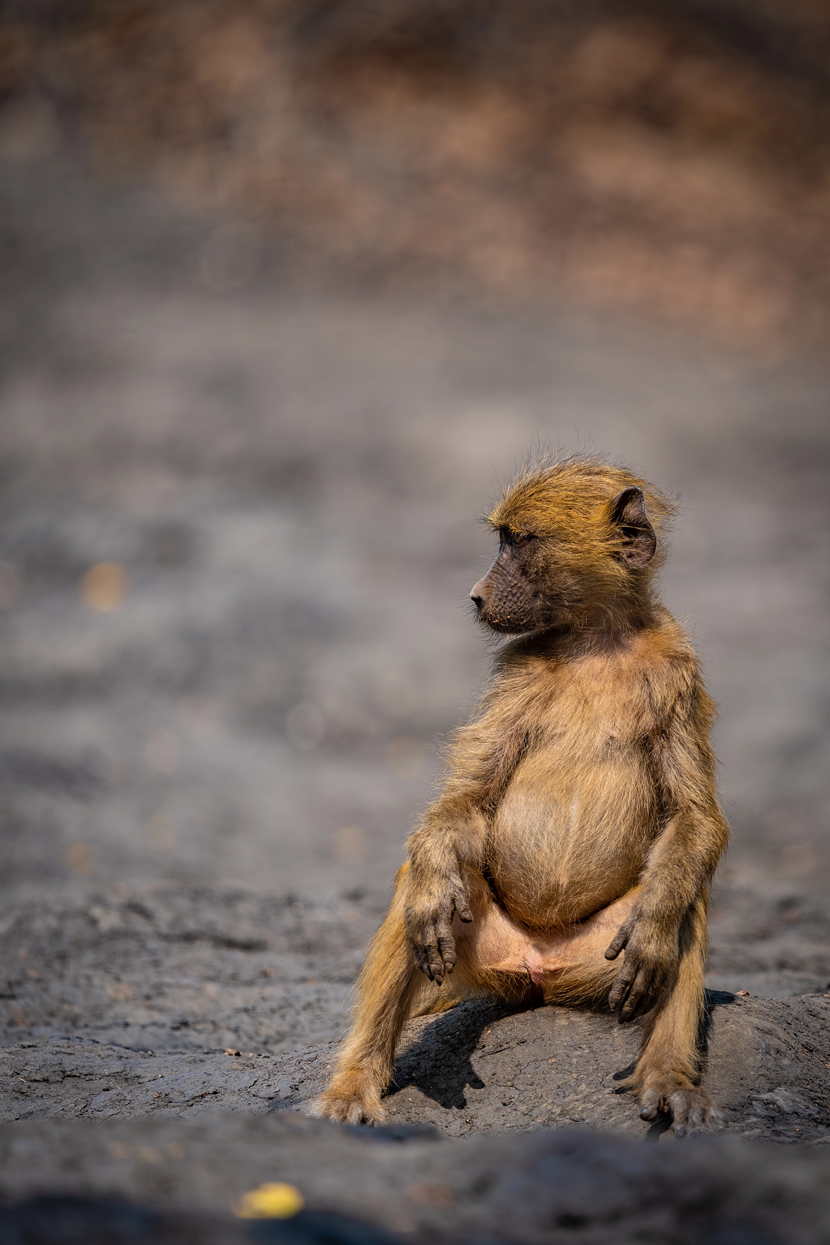 African Bush Camps, Mana Pools National Park, Luxury Safari, Kanga Photographic Hide