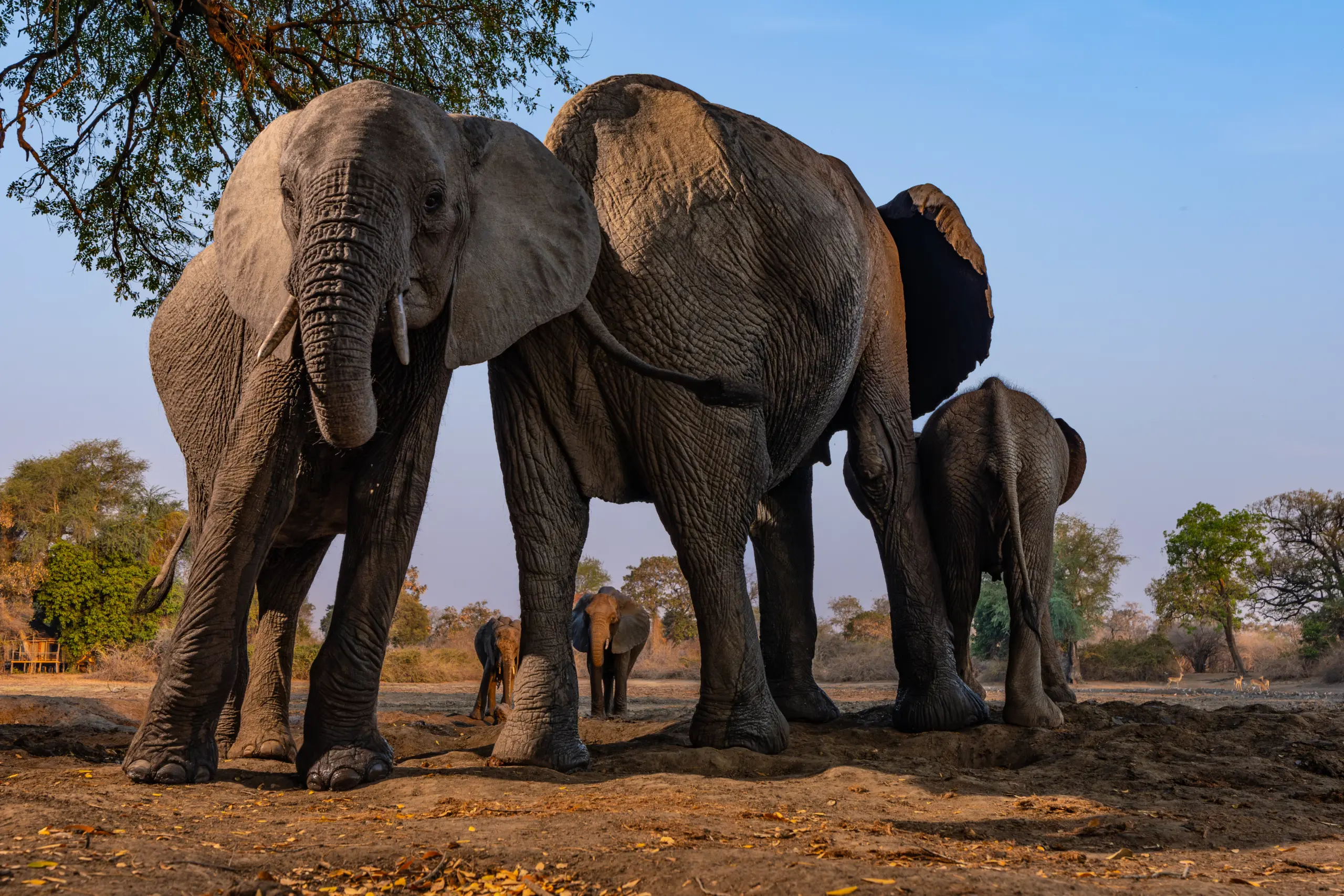 African Bush Camps, Mana Pools National Park, Luxury Safari, Kanga Photographic Hide