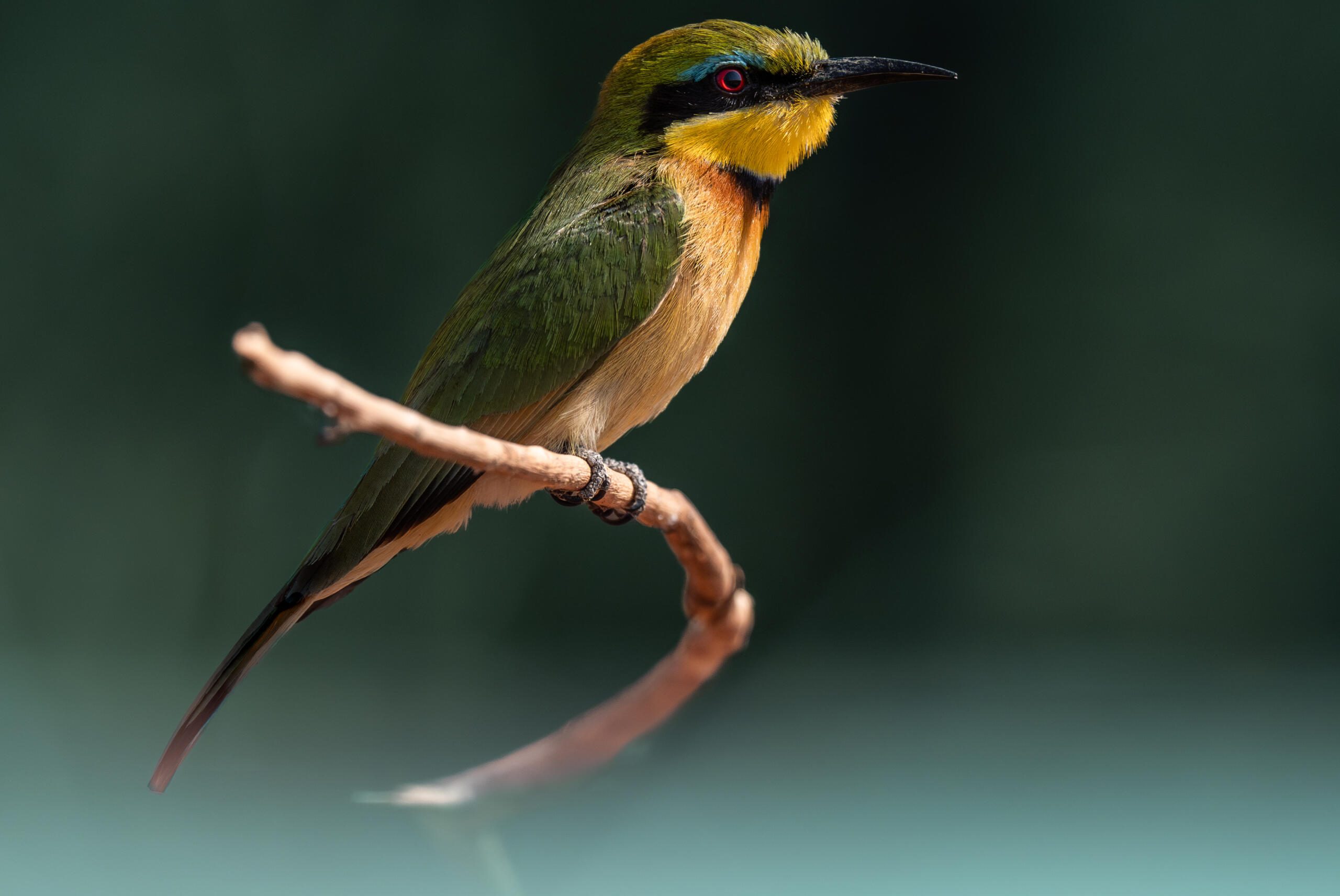 African Bush Camps, Mana Pools National Park, Luxury Safari, Kanga Photographic Hide