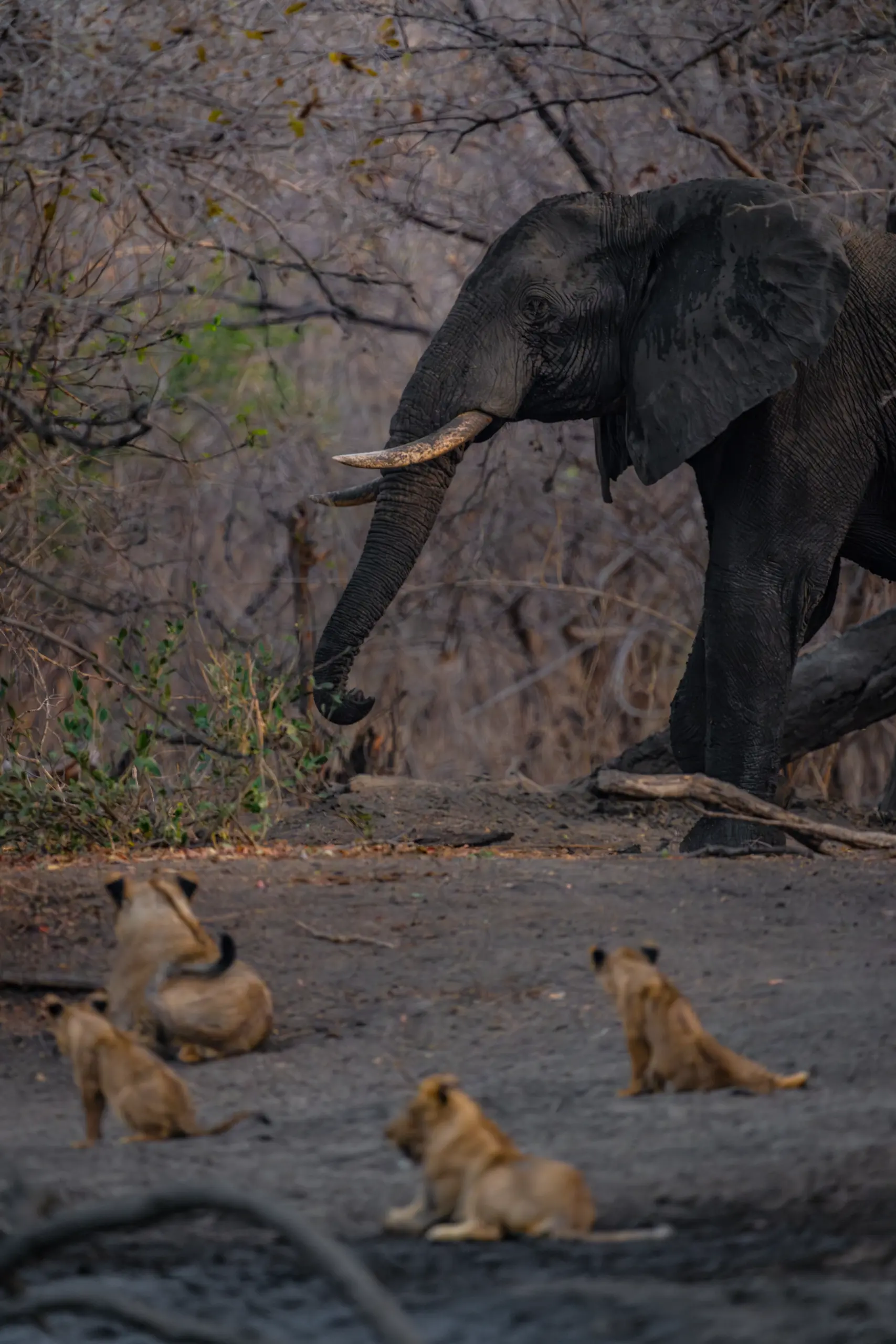 African Bush Camps, Mana Pools National Park, Luxury Safari