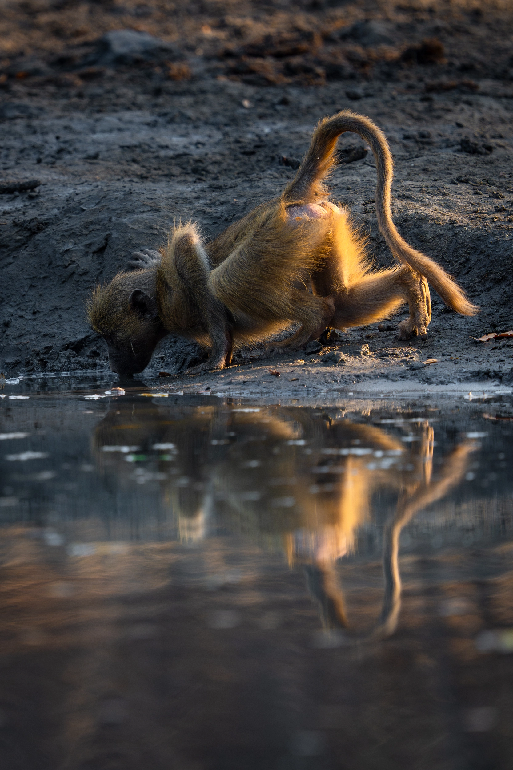 African Bush Camps, Mana Pools National Park, Luxury Safari, Kanga Photographic Hide
