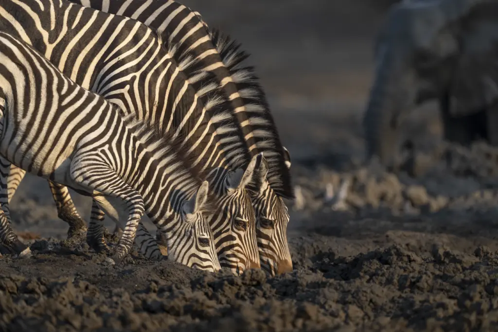 Photographic Safari and African Bush Camps Kanga Photographic Hide in Mana Pools, Zimbabwe.