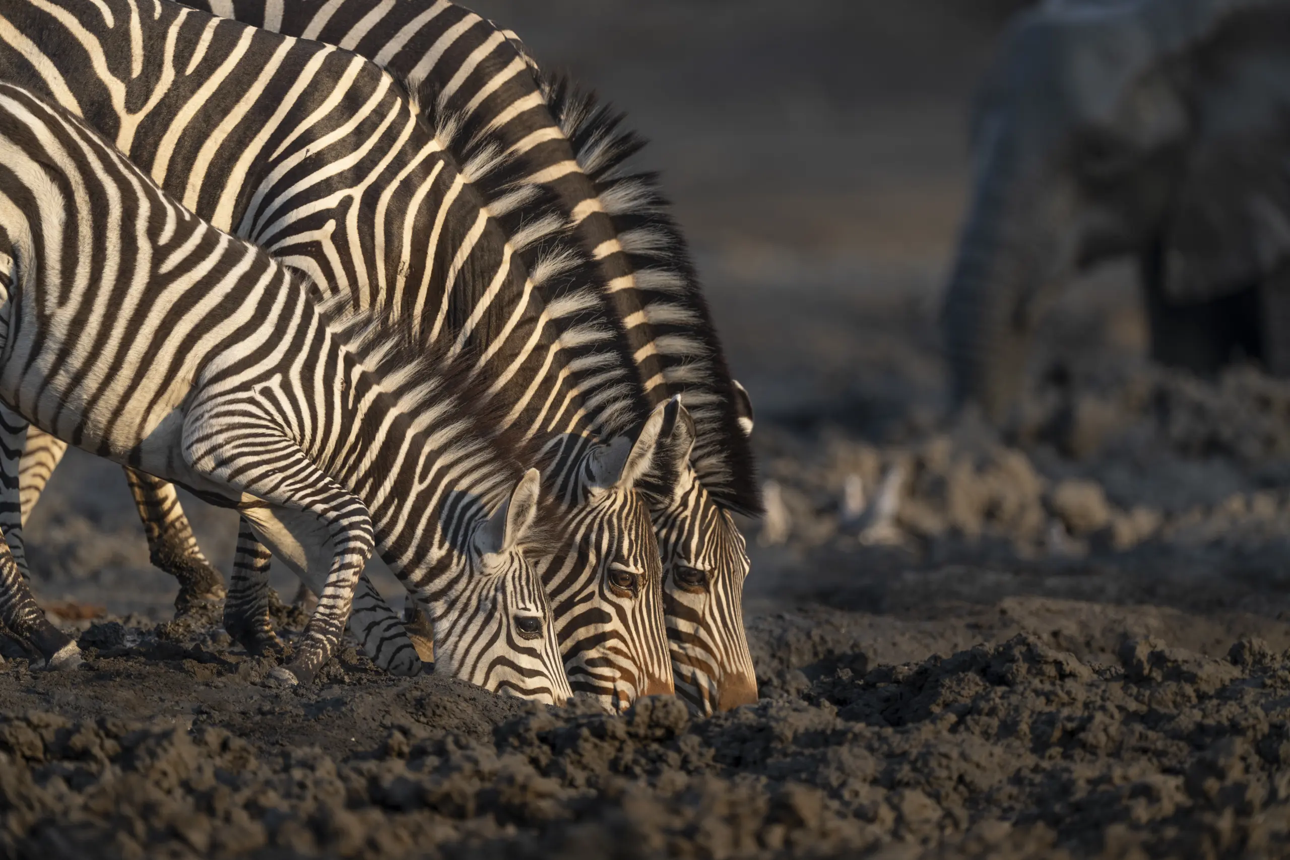 African Bush Camps, Mana Pools National Park, Luxury Safari
