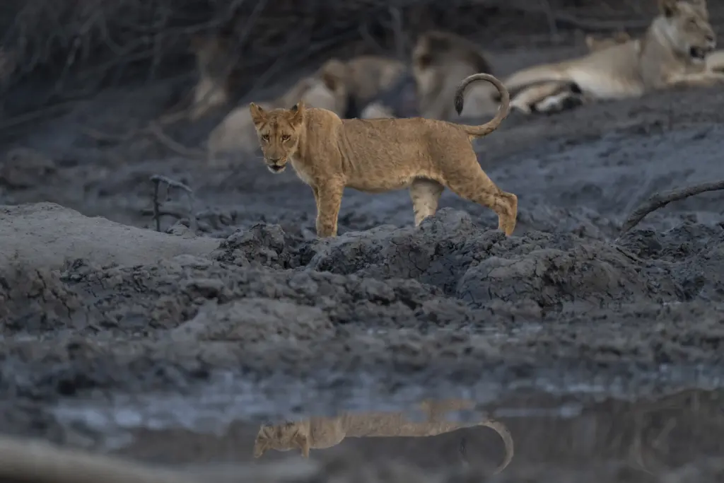 Wildlife Photography. Photographic Safari at the Kanga Expeditions, Mana Pools, Zimbabwe.