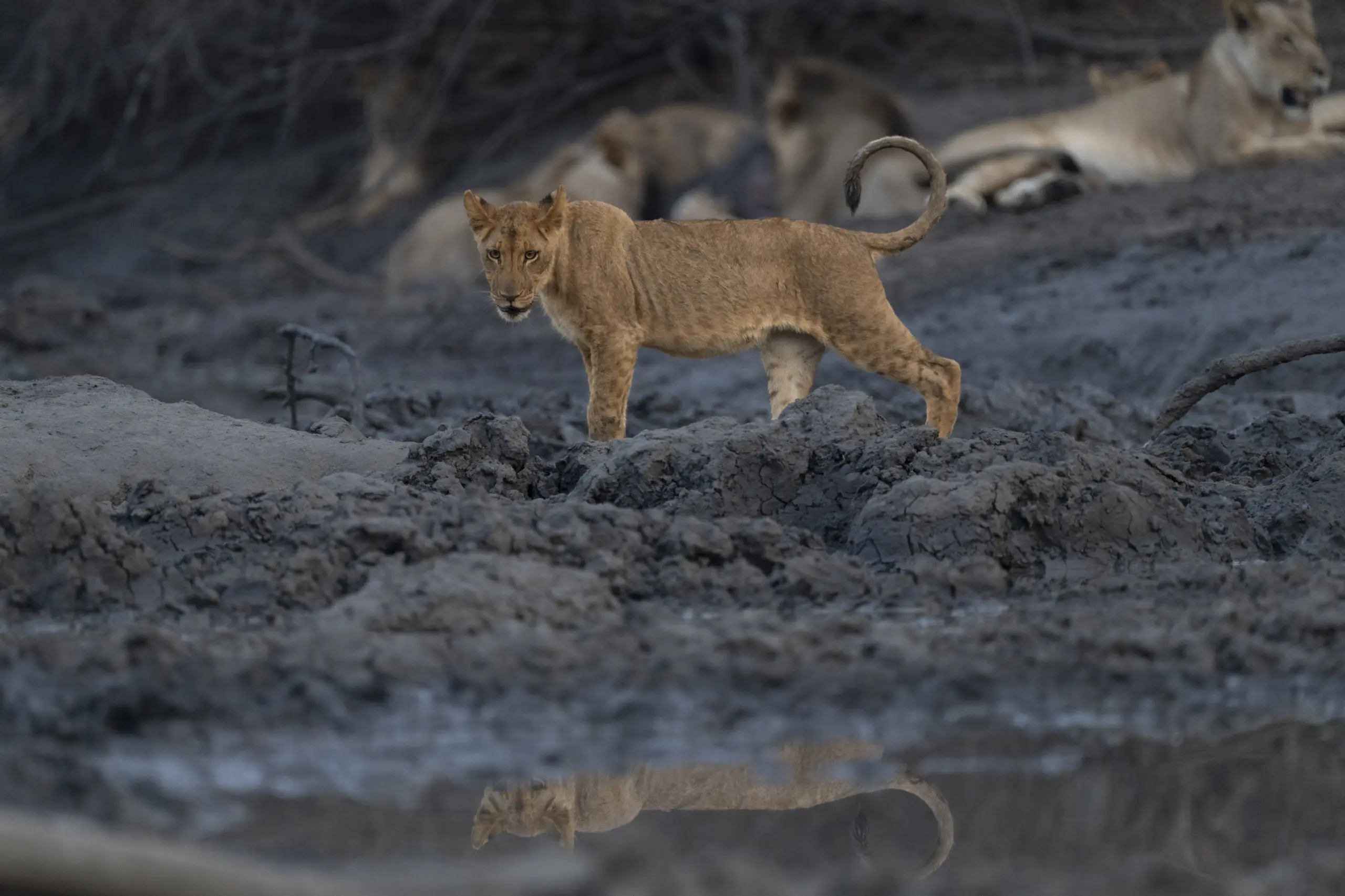 African Bush Camps, Mana Pools National Park, Luxury Safari