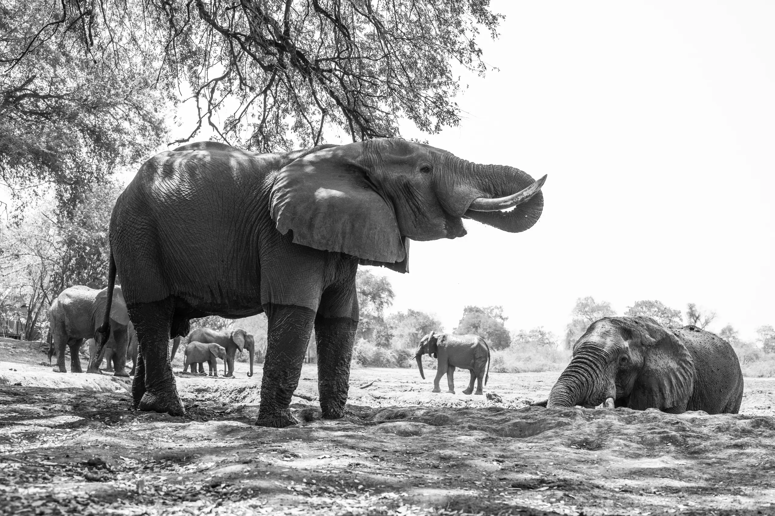African Bush Camps, Mana Pools National Park, Luxury Safari, Kanga Photographic Hide