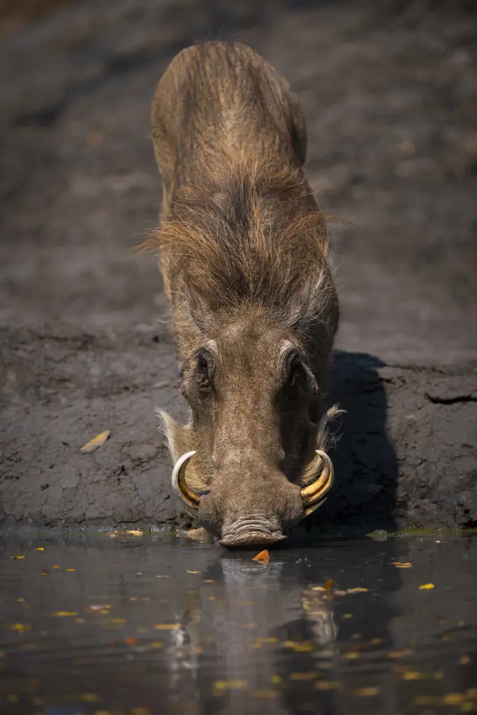 Photographic safari at African Bush Camp's Kanga Expeditions Camp in Mana Pools, Zimbabwe