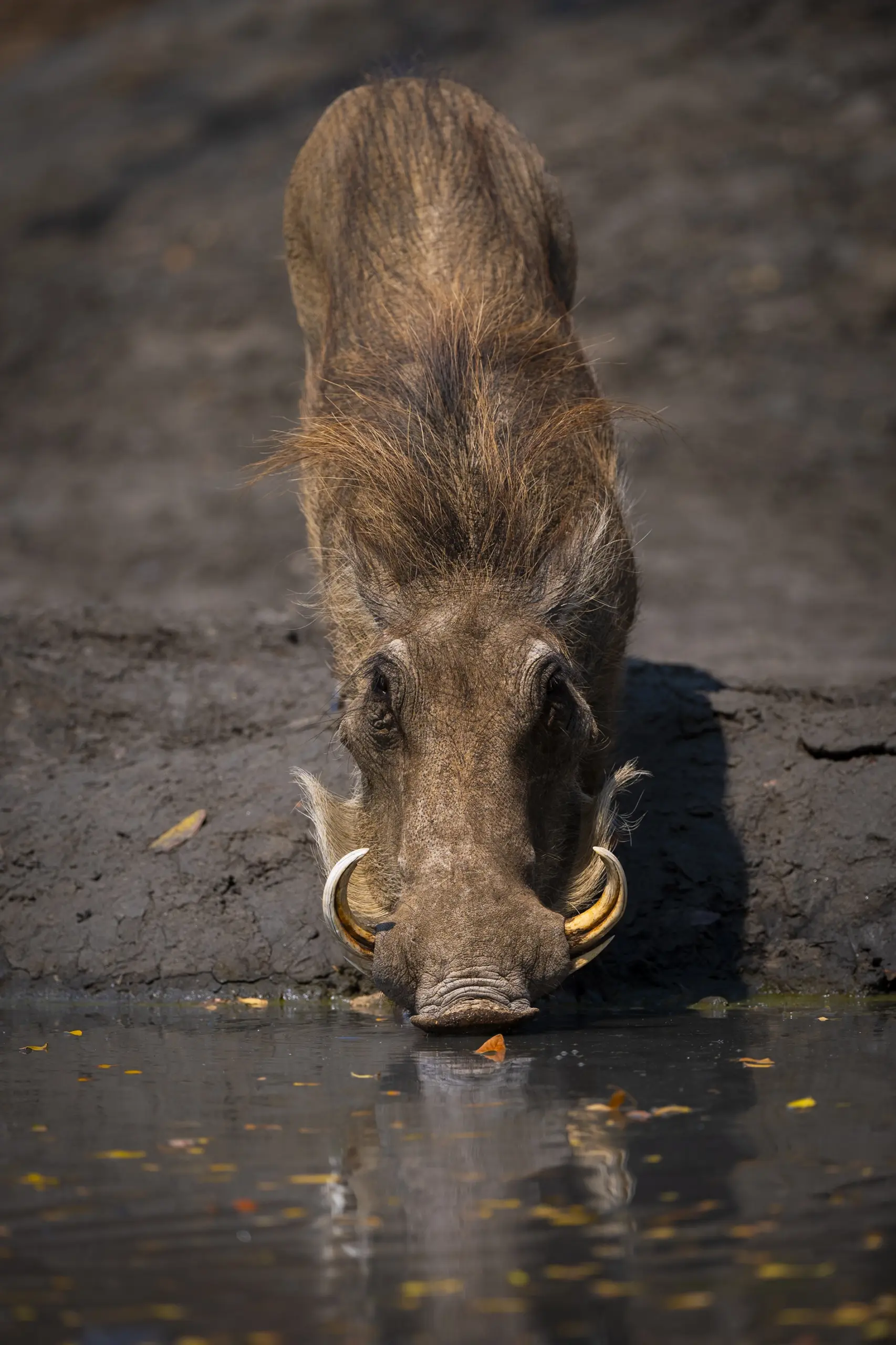 African Bush Camps, Mana Pools National Park, Luxury Safari, Kanga Photographic Hide