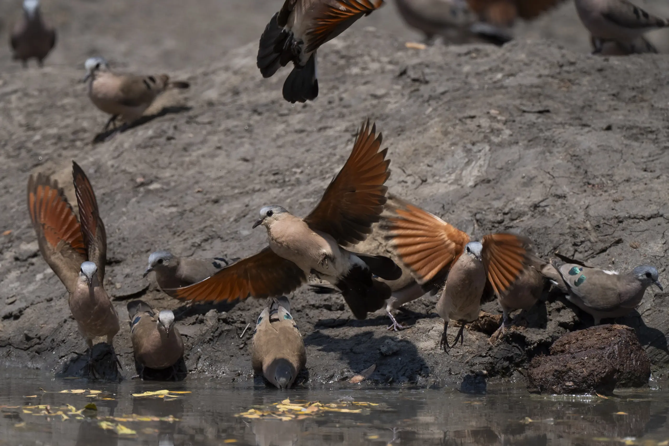 African Bush Camps, Mana Pools National Park, Luxury Safari
