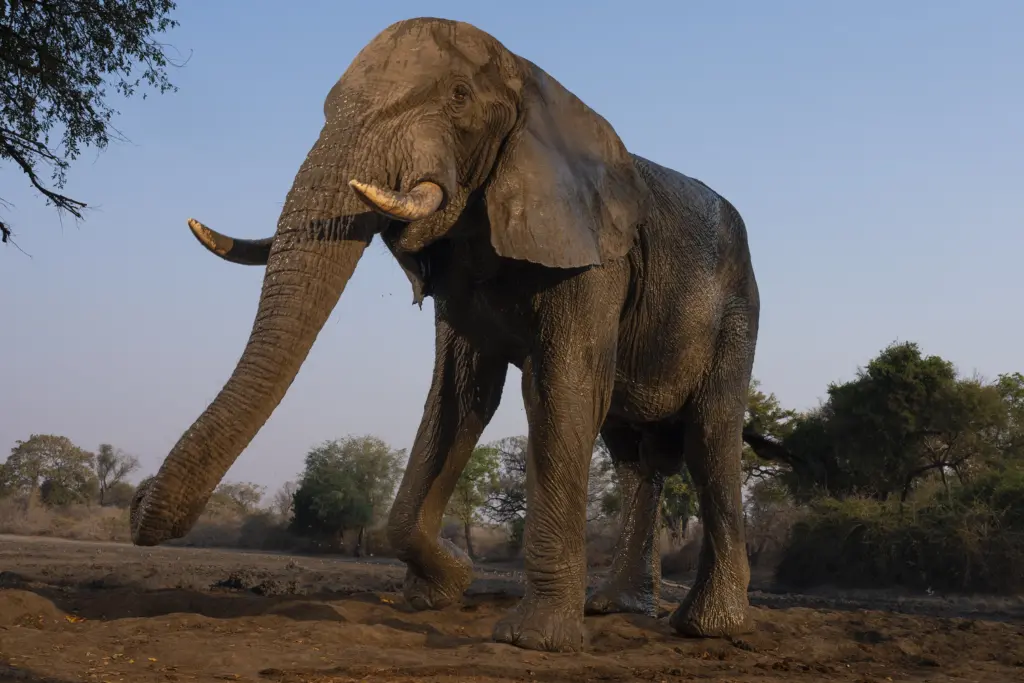African Bush Camps, Mana Pools National Park, Luxury Safari, Kanga Photographic Hide