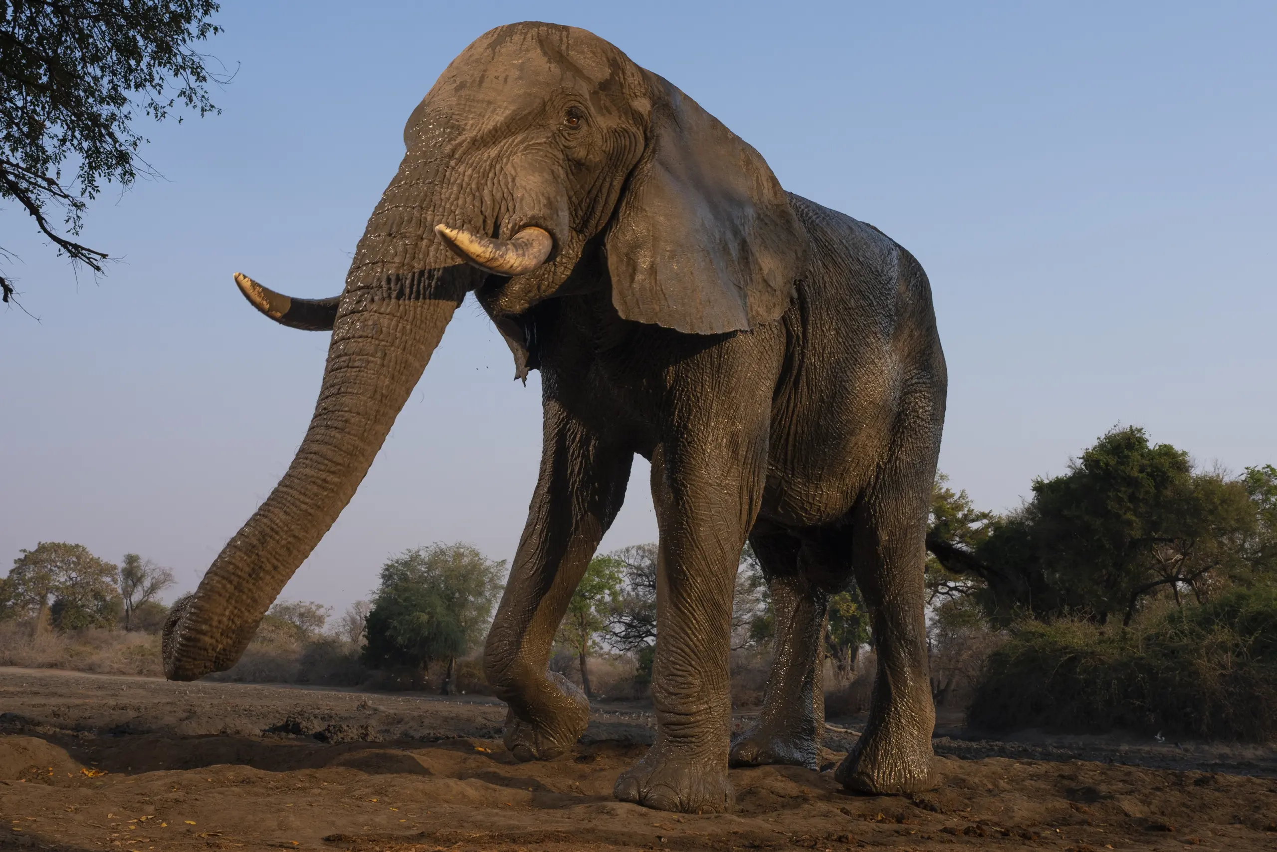 African Bush Camps, Mana Pools National Park, Luxury Safari, Kanga Photographic Hide