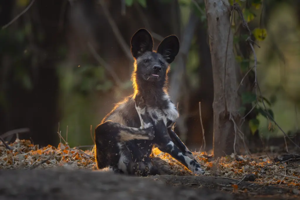 Wild dogs at the African Bush Camps Kanga Expeditions Camp, Mana Pools National Park, Zimbabwe