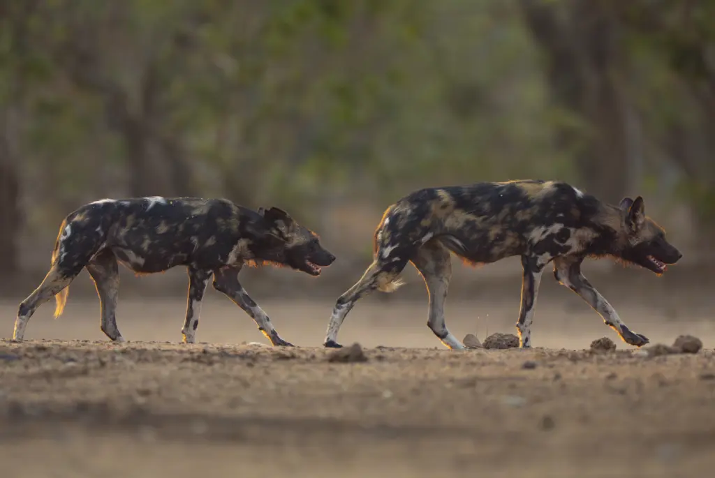 Wild Dog sighting at African Bush Camps Kanga Expeditions Camp in Mana Pools, Zimbabwe. 