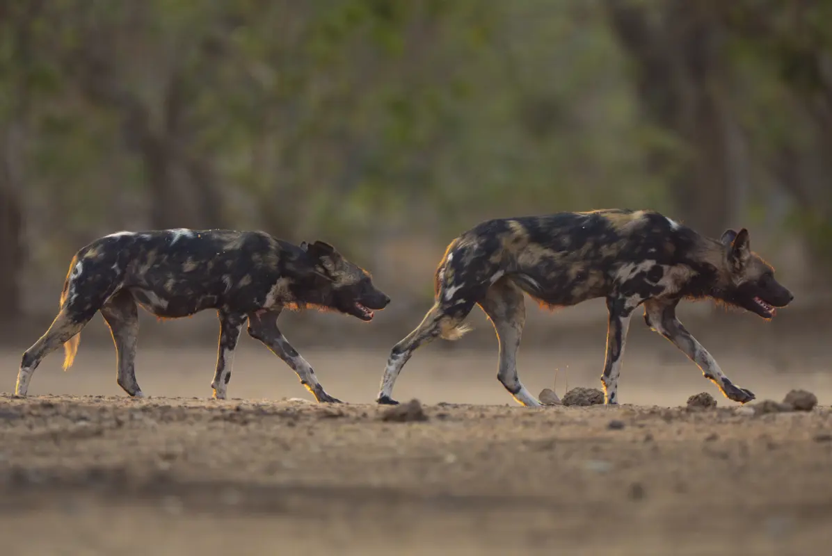 African Bush Camps, Mana Pools National Park, Luxury Safari