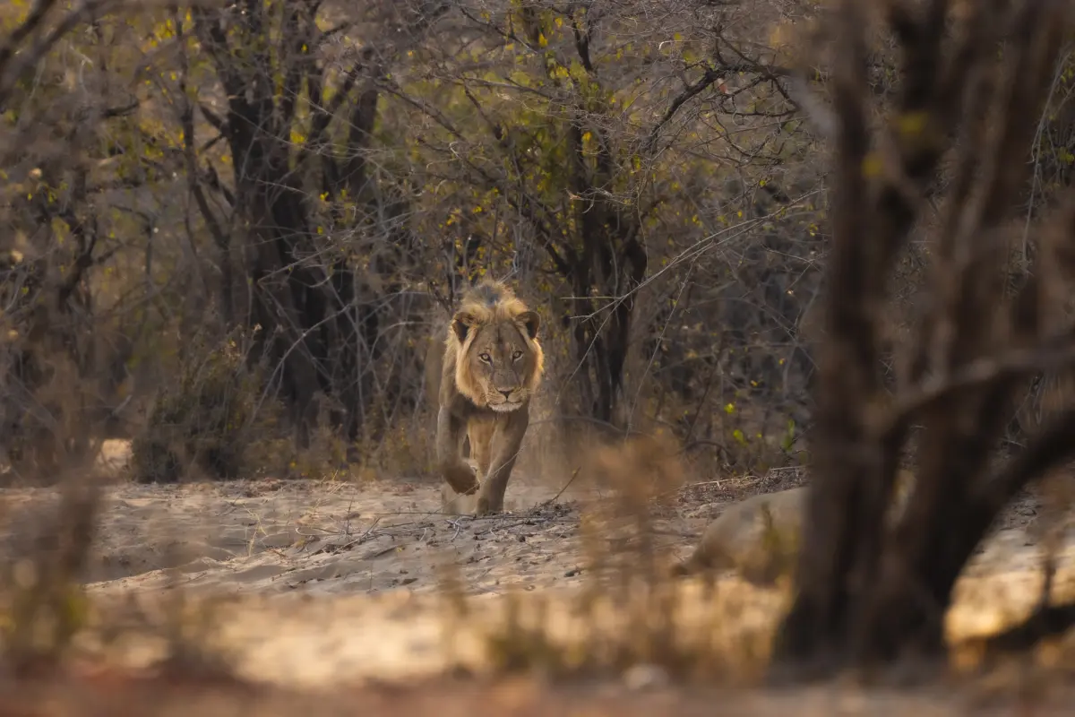 African Bush Camps, Mana Pools National Park, Luxury Safari