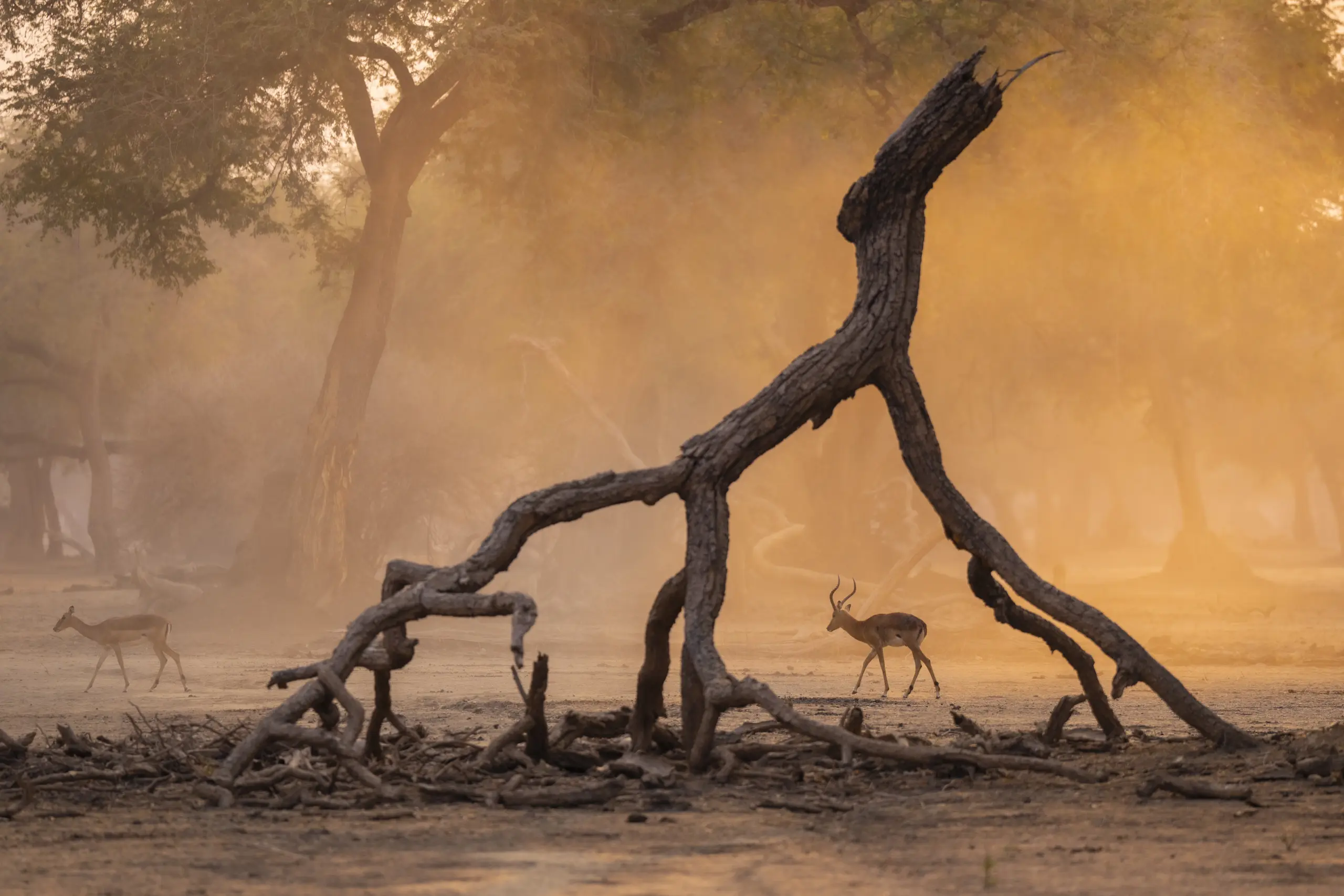 African Bush Camps, Mana Pools National Park, Luxury Safari