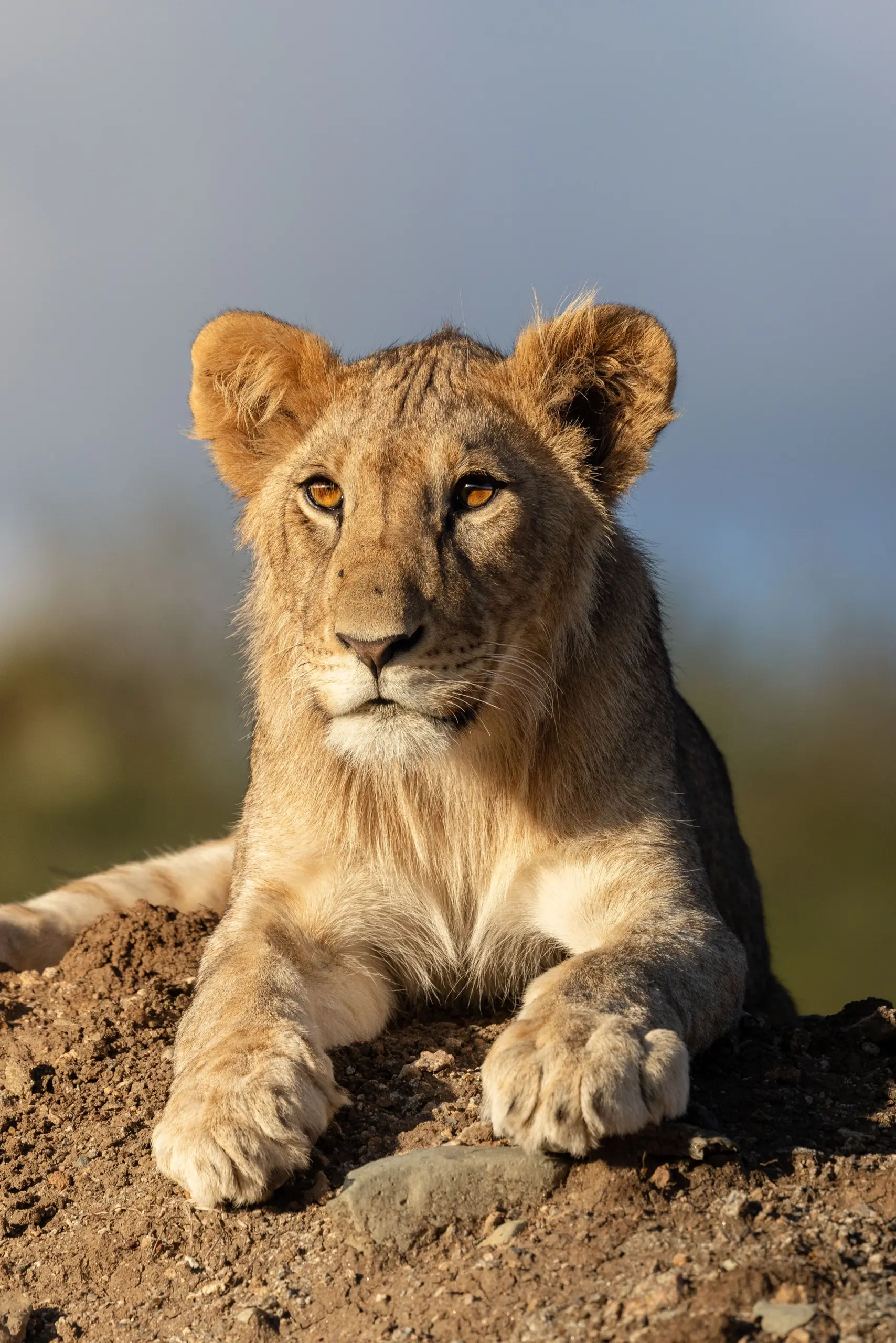 Loisaba Conservancy, Ubuntu Travel, Travel Design Specialists, Kyle Green, Leah Green. Laikipia. Big Five Safaris