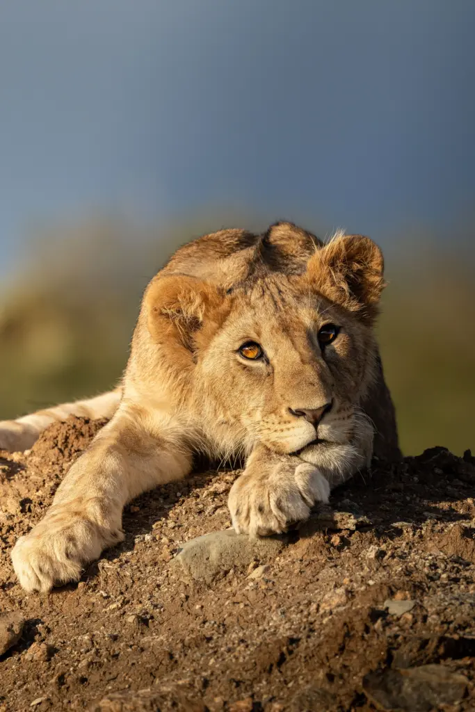 Loisaba Conservancy, Ubuntu Travel, Travel Design Specialists, Kyle Green, Leah Green. Laikipia. Big Five Safaris