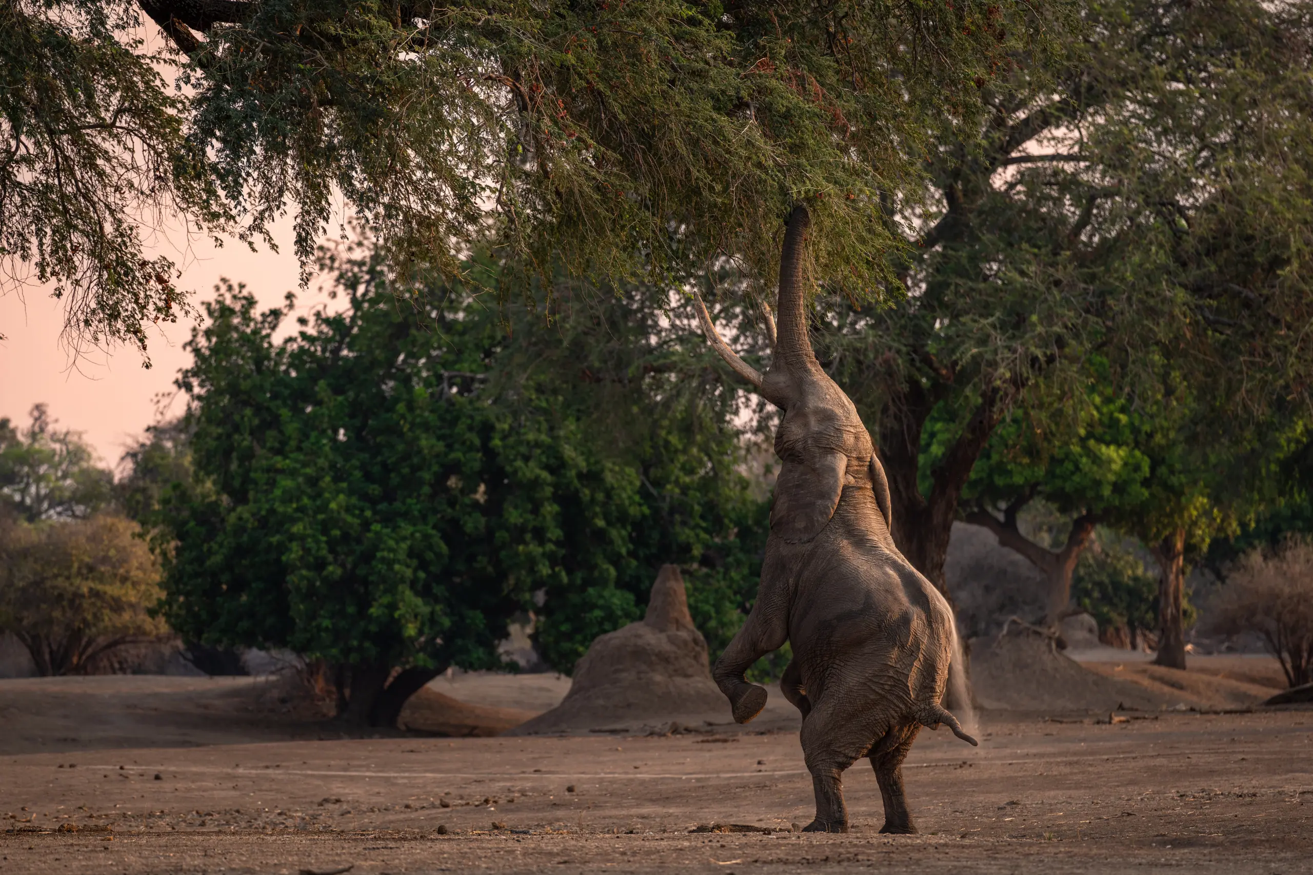 African Bush Camps, Mana Pools National Park, Luxury Safari
