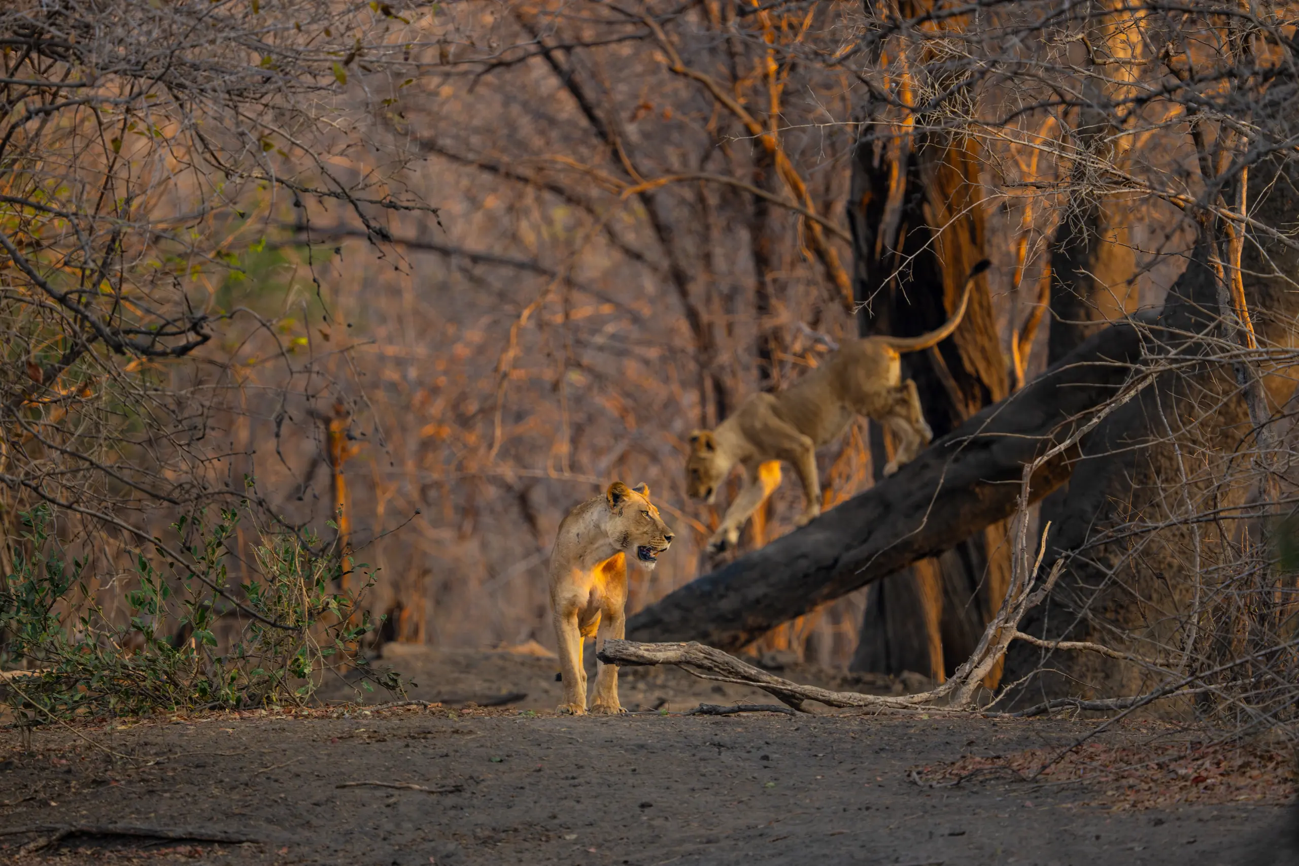 African Bush Camps, Kanga Photographic Hide, Mana Pools National Park, Luxury Safari