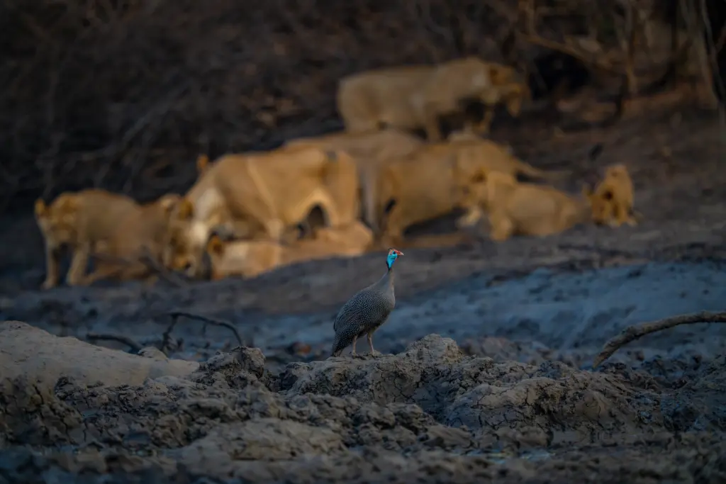 Wildlife and bird photography at the Kanga Expeditions Photographic hide, African Bush Camps, Mana Pools National Park, Zimbabwe