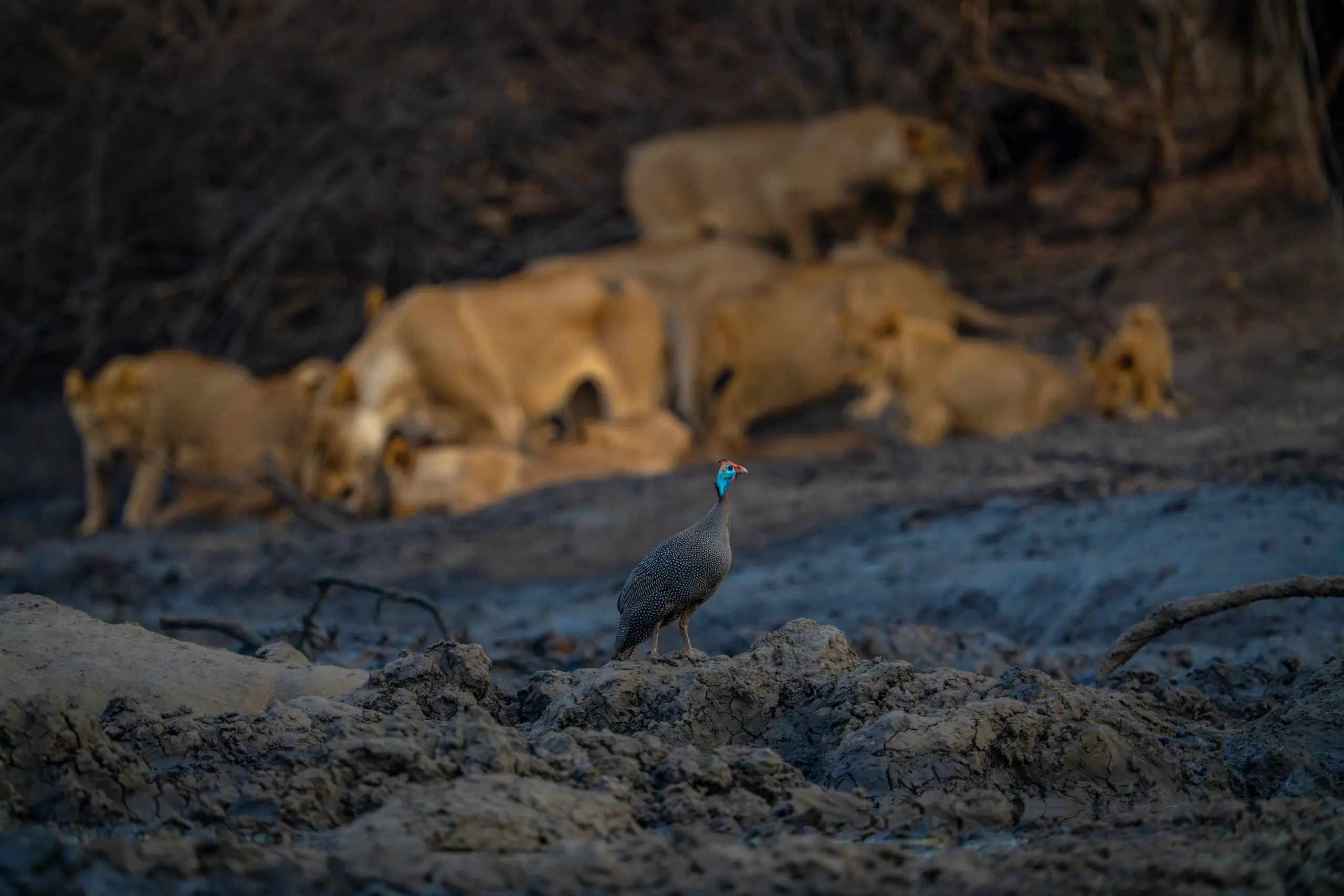 African Bush Camps, Mana Pools National Park, Luxury Safari