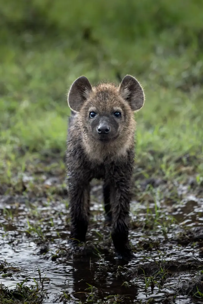 Masai Mara, Mara Conservancy, Kyle and Leah Green, Big Five Luxury Safari, Travel Specialists, Maasai Mara