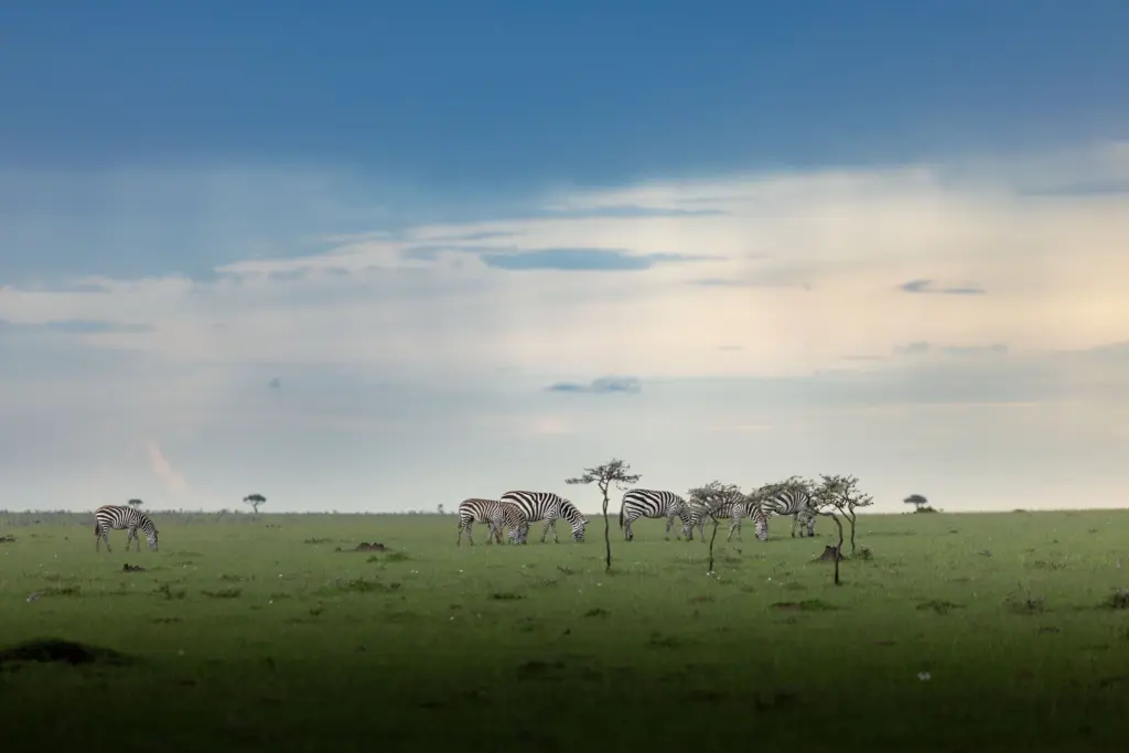 Masai Mara, Mara Conservancy, Kyle and Leah Green, Big Five Luxury Safari, Travel Specialists, Maasai Mara
