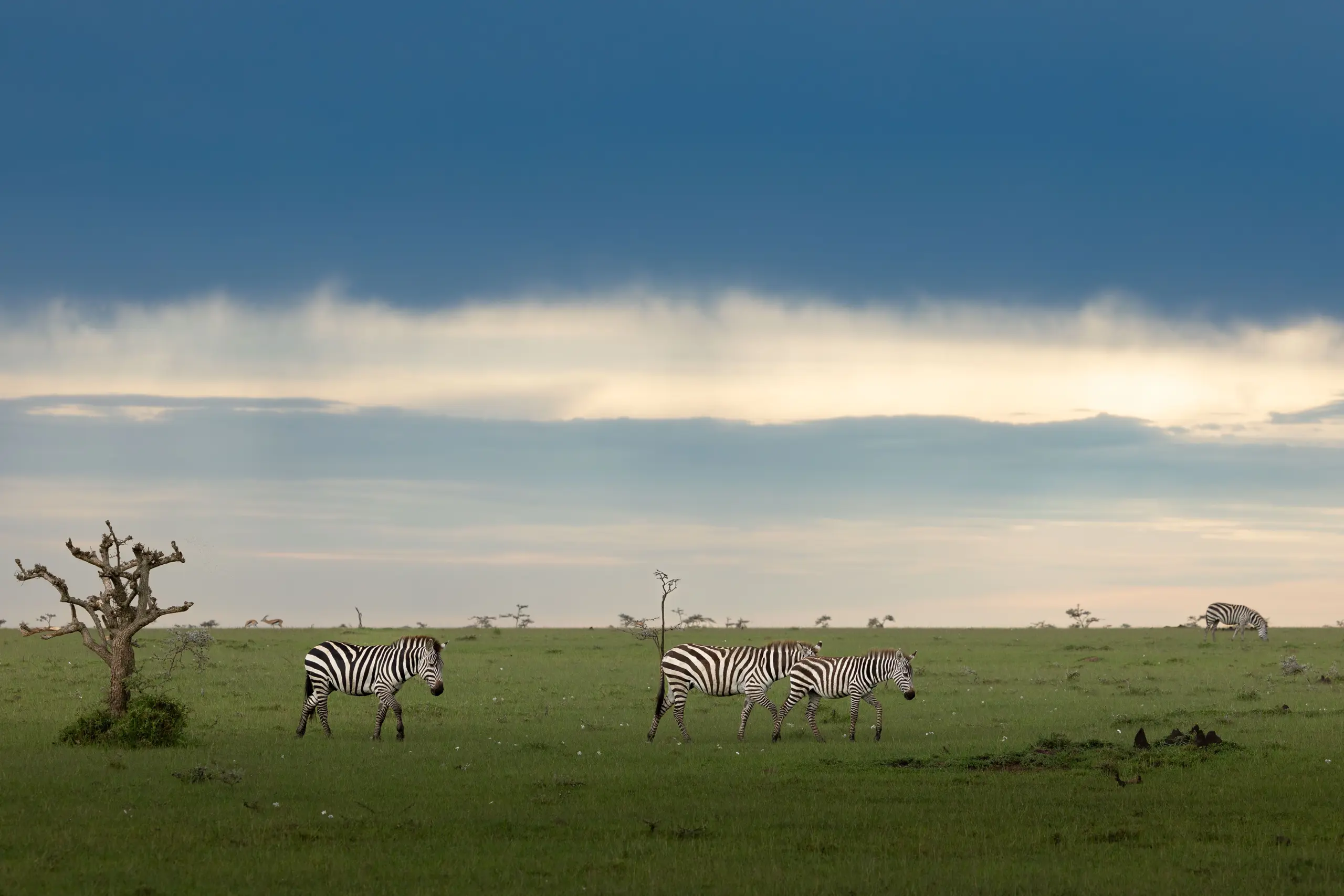 Masai Mara, Mara Conservancy, Kyle and Leah Green, Big Five Luxury Safari, Travel Specialists, Maasai Mara