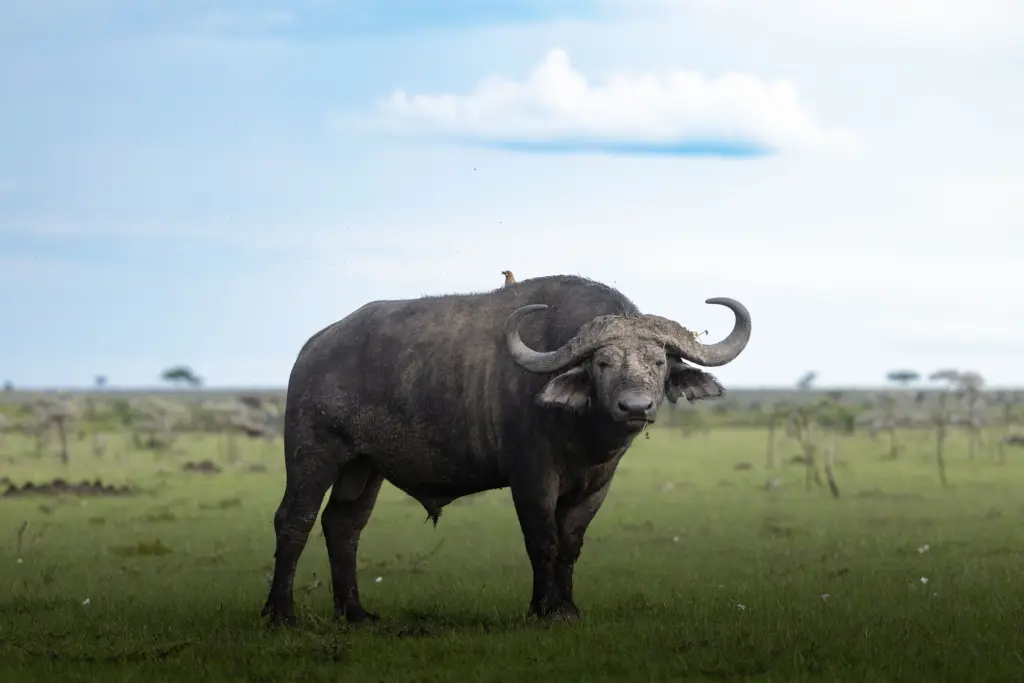 Masai Mara, Mara Conservancy, Kyle and Leah Green, Big Five Luxury Safari, Travel Specialists, Maasai Mara