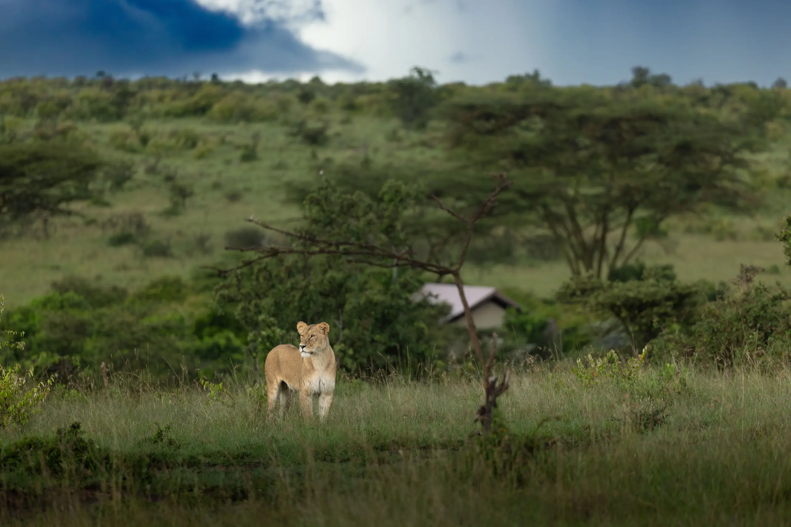 Masai Mara, Mara Conservancy, Kyle and Leah Green, Big Five Luxury Safari, Travel Specialists, Maasai Mara