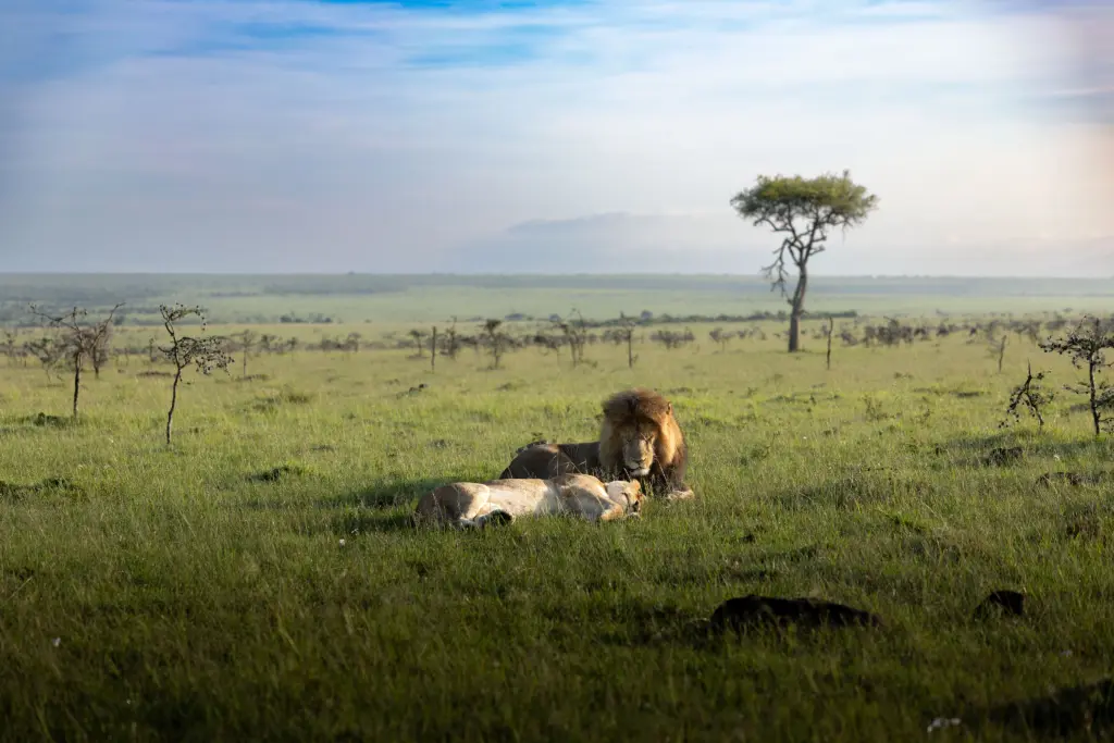 Masai Mara, Mara Conservancy, Kyle and Leah Green, Big Five Luxury Safari, Travel Specialists, Maasai Mara