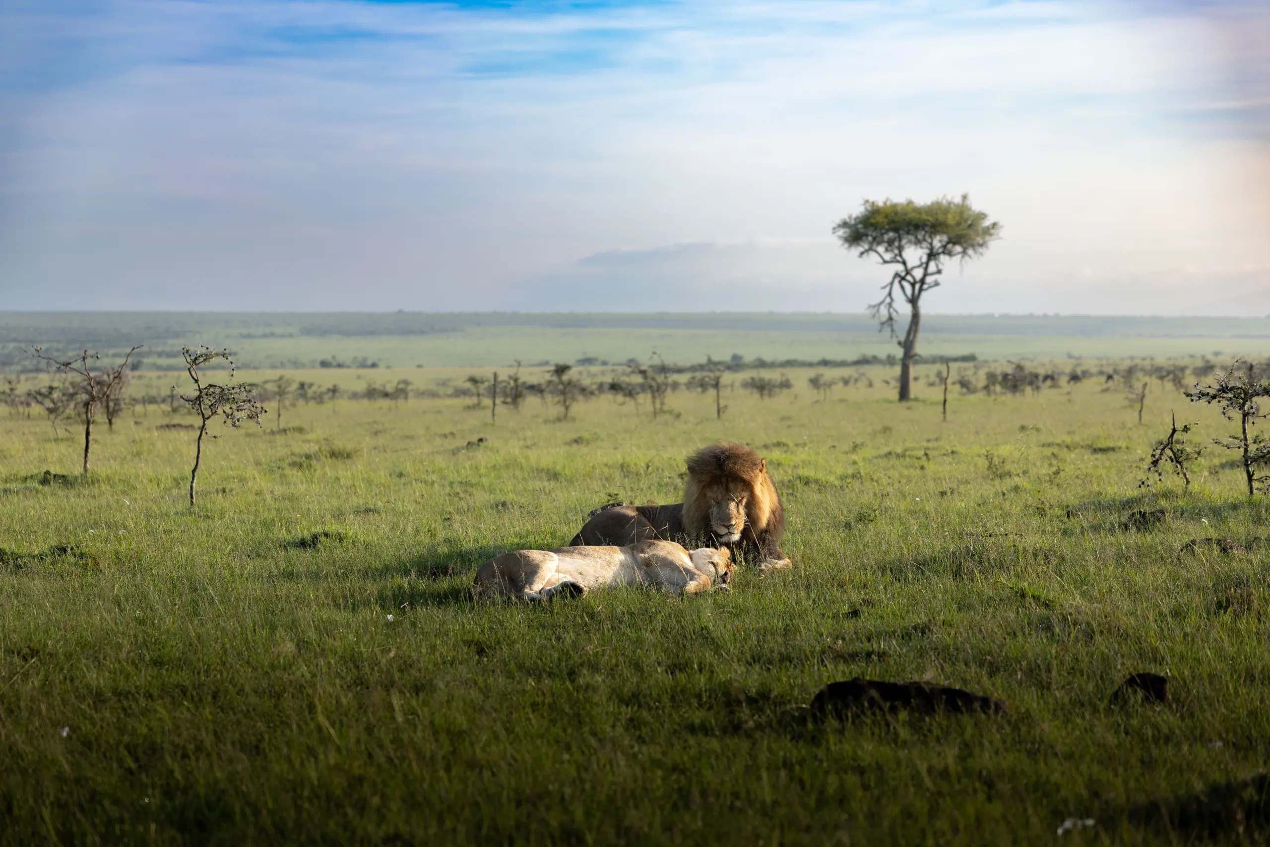 Masai Mara, Mara Conservancy, Kyle and Leah Green, Big Five Luxury Safari, Travel Specialists, Maasai Mara