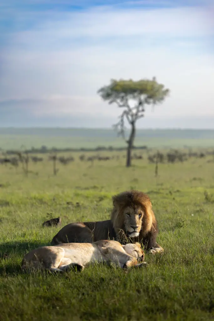 Masai Mara, Mara Conservancy, Kyle and Leah Green, Big Five Luxury Safari, Travel Specialists, Maasai Mara