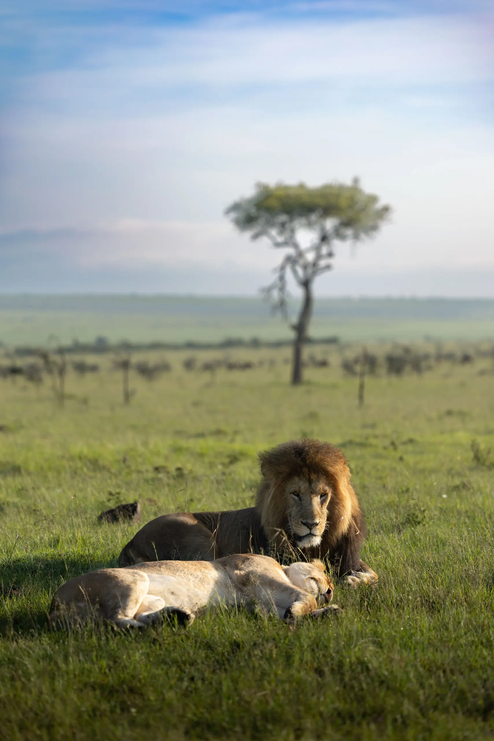 Masai Mara, Mara Conservancy, Kyle and Leah Green, Big Five Luxury Safari, Travel Specialists, Maasai Mara
