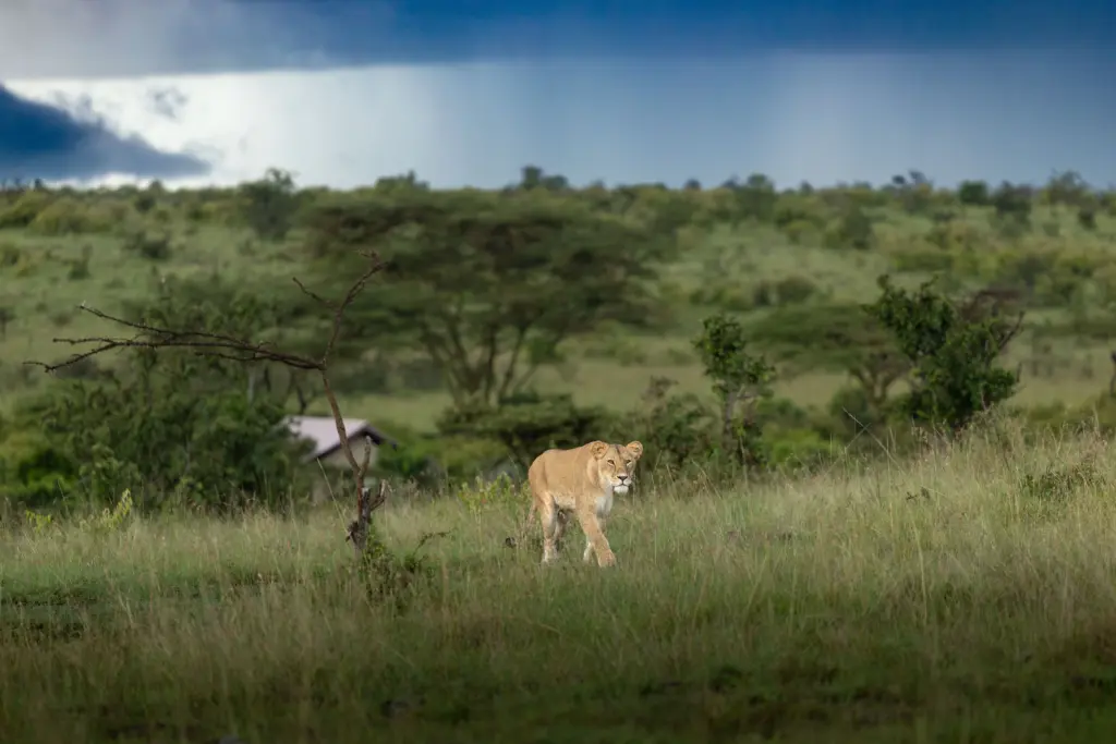 Masai Mara, Mara Conservancy, Kyle and Leah Green, Big Five Luxury Safari, Travel Specialists, Maasai Mara