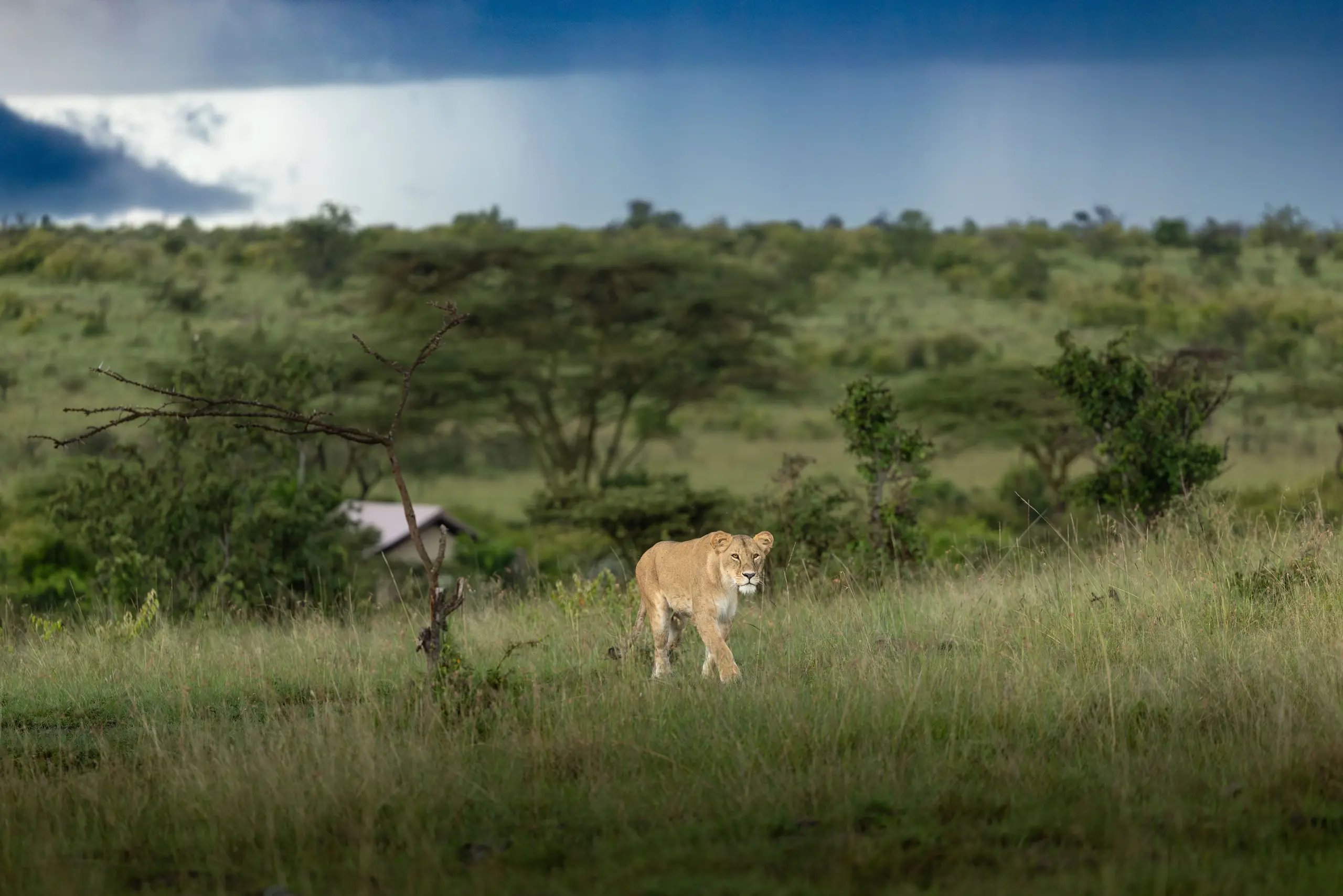 Masai Mara, Mara Conservancy, Kyle and Leah Green, Big Five Luxury Safari, Travel Specialists, Maasai Mara