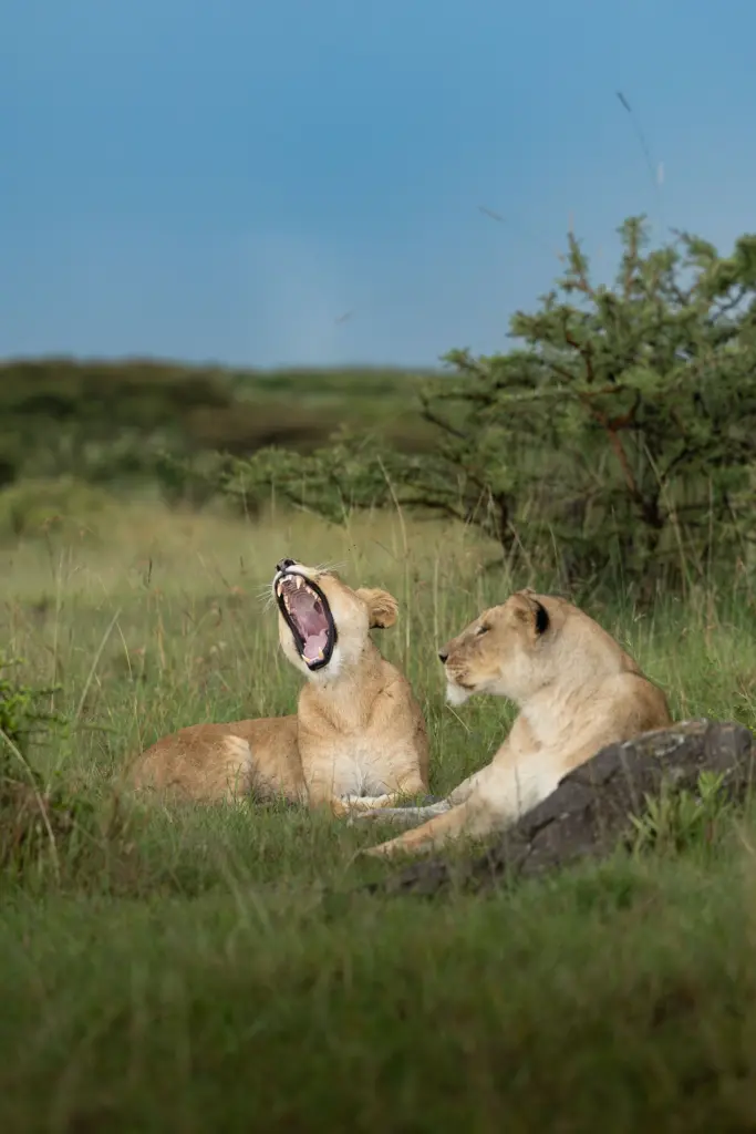 Masai Mara, Mara Conservancy, Kyle and Leah Green, Big Five Luxury Safari, Travel Specialists, Maasai Mara