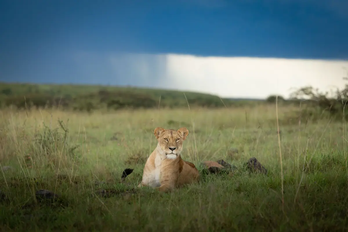 Masai Mara, Mara Conservancy, Kyle and Leah Green, Big Five Luxury Safari, Travel Specialists, Maasai Mara