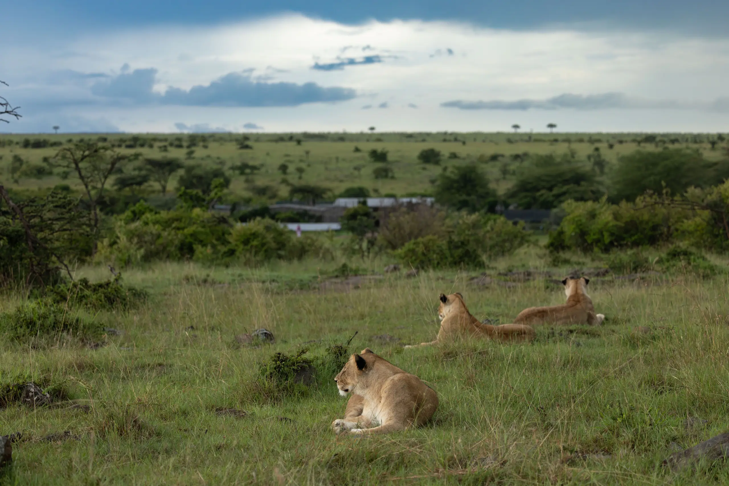Masai Mara, Mara Conservancy, Kyle and Leah Green, Big Five Luxury Safari, Travel Specialists, Maasai Mara