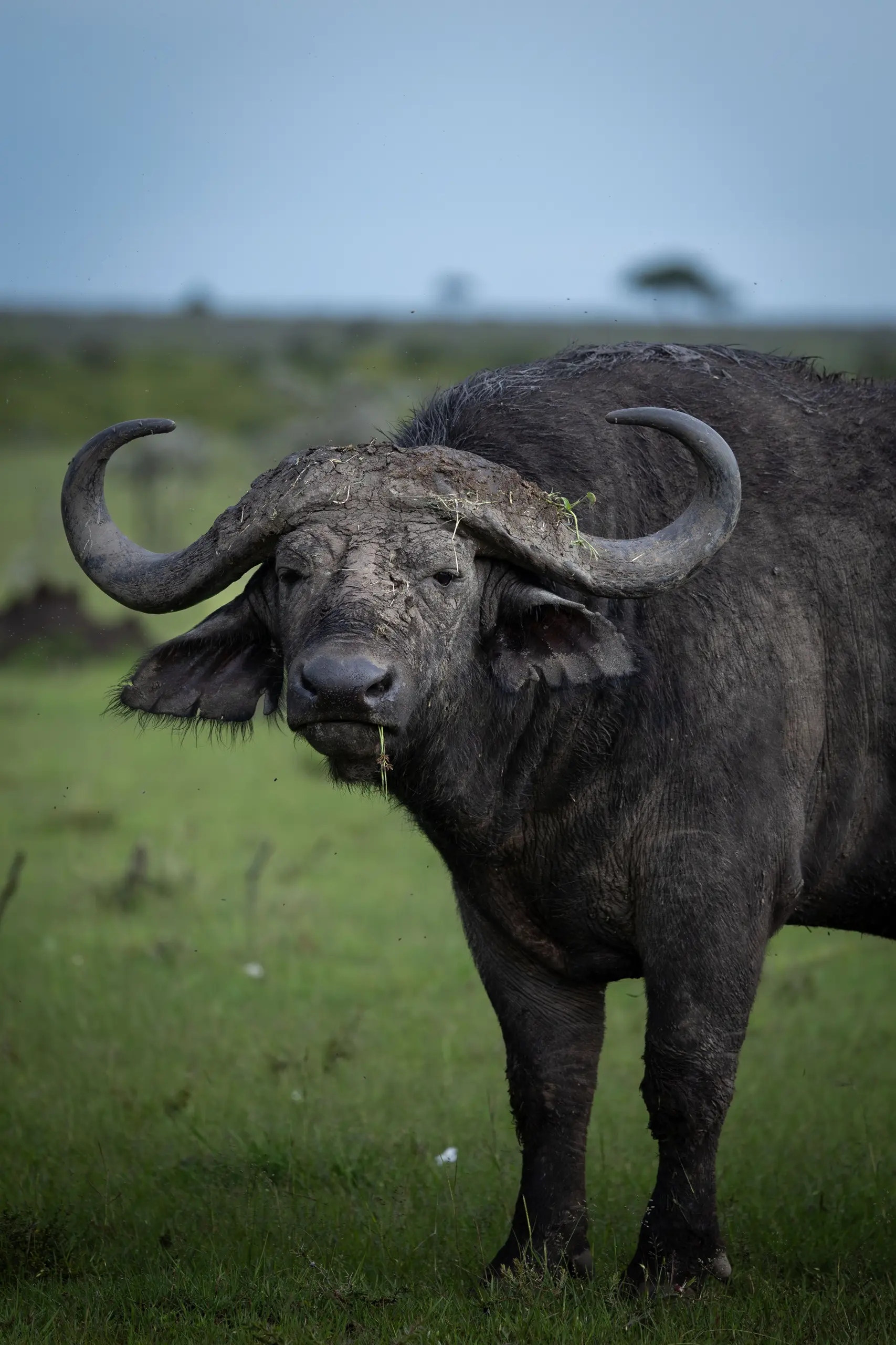 Masai Mara, Mara Conservancy, Kyle and Leah Green, Big Five Luxury Safari, Travel Specialists, Maasai Mara