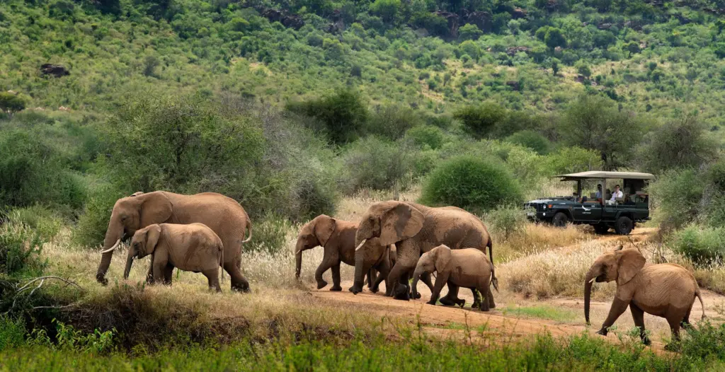 Elephants sighting on game drive at andBeyond Suyian, Laikipia Plateau, Kenya 