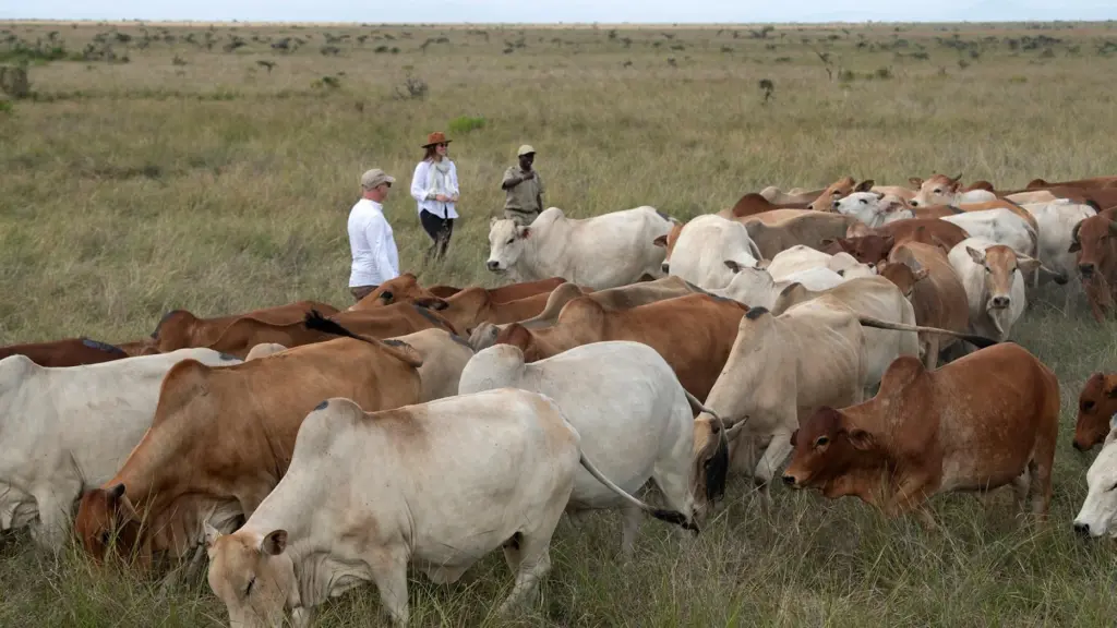 Cattle Ranching, andBeyond Suyian. Cultural Experience at andBeyond Suyian, Laikipia Plateau, Kenya 