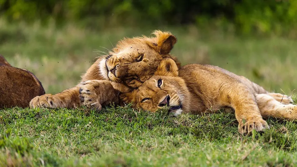 Male lions in the Masai Mara, Kenya