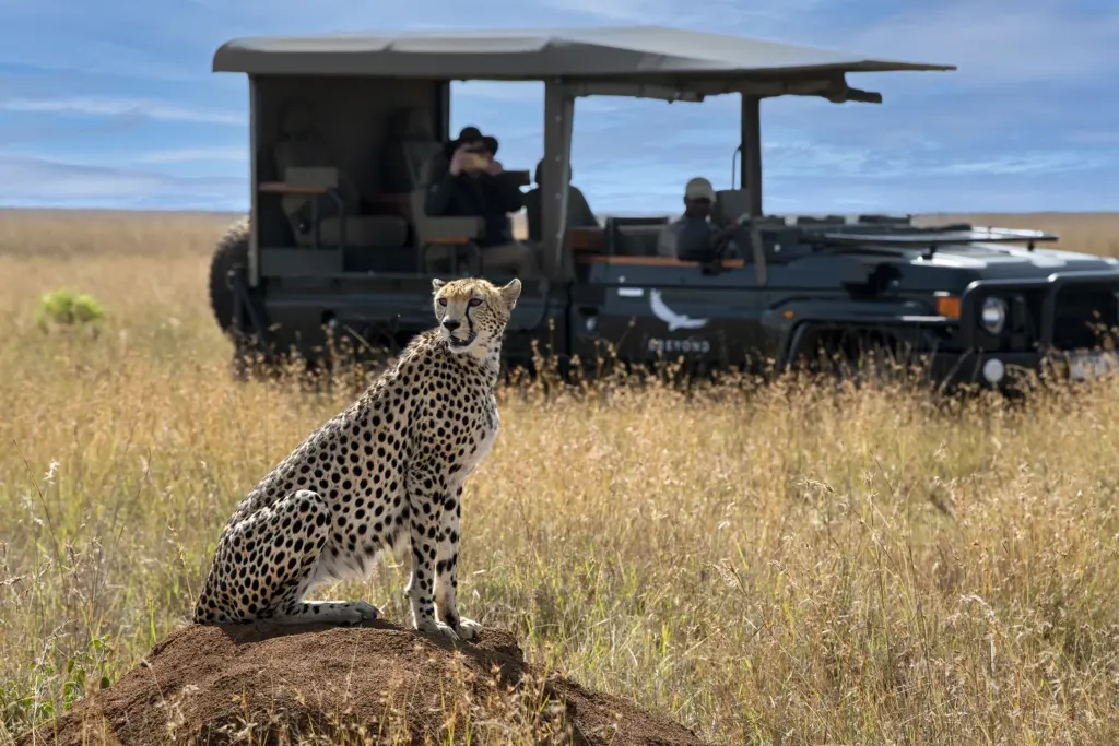 Cheetah sighting in open grasslands at &Beyond Suyian Lodge, Kenya 