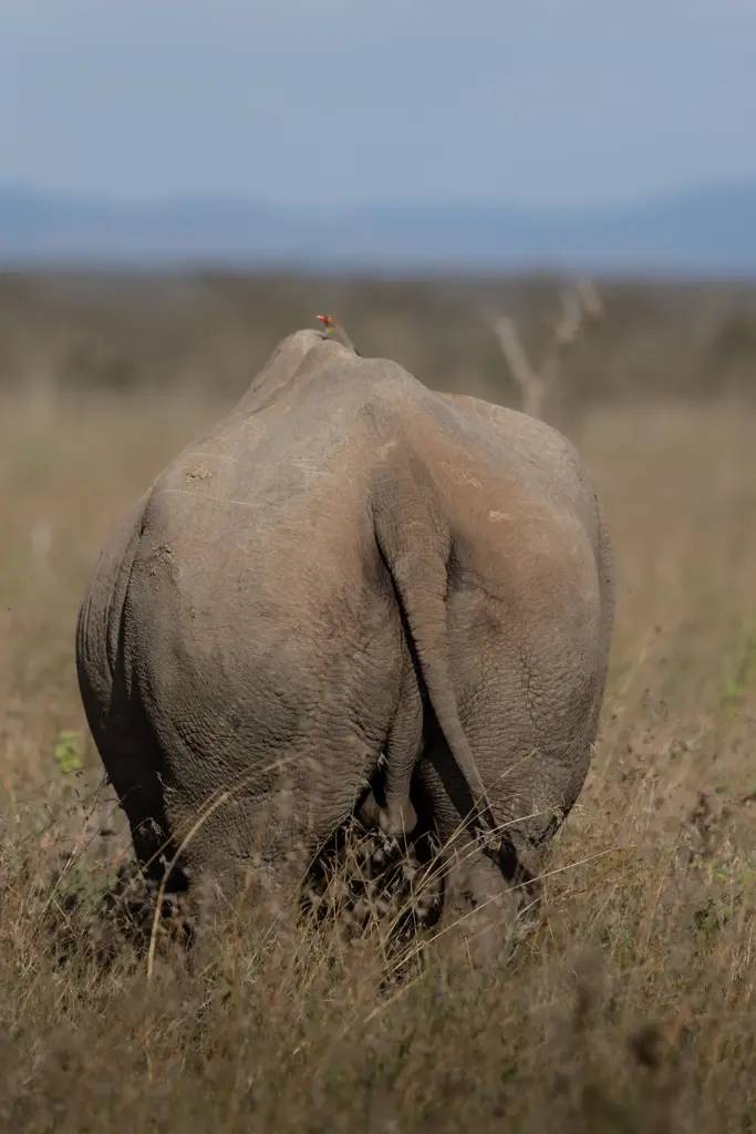 Black rhino at Segera Retreat rhino sanctuary, Kenya