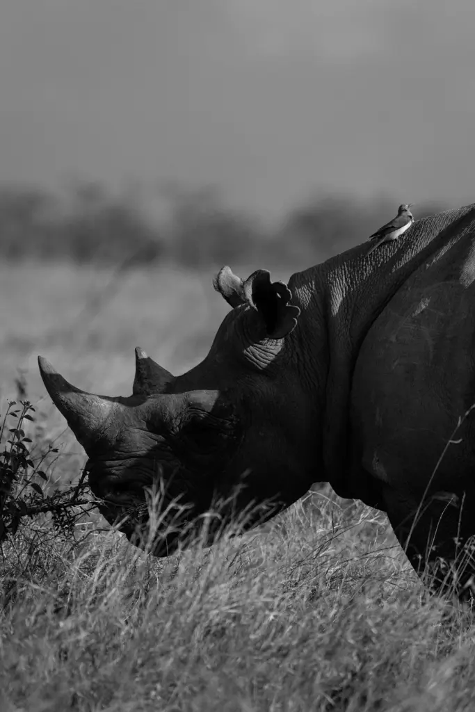 Black rhino at Segera Retreat rhino sanctuary, Kenya